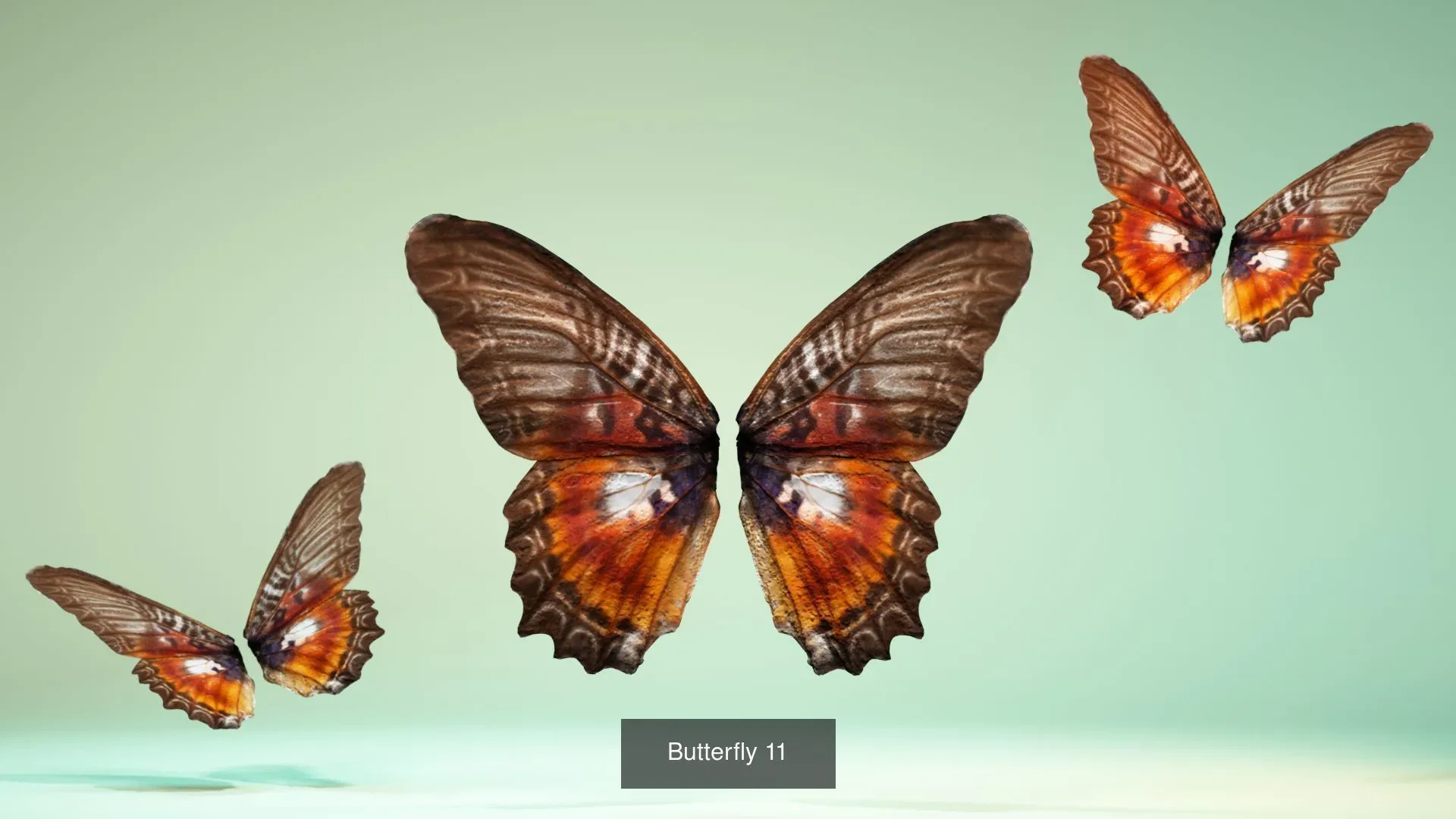 39 3D Scanned Butterfly Wings