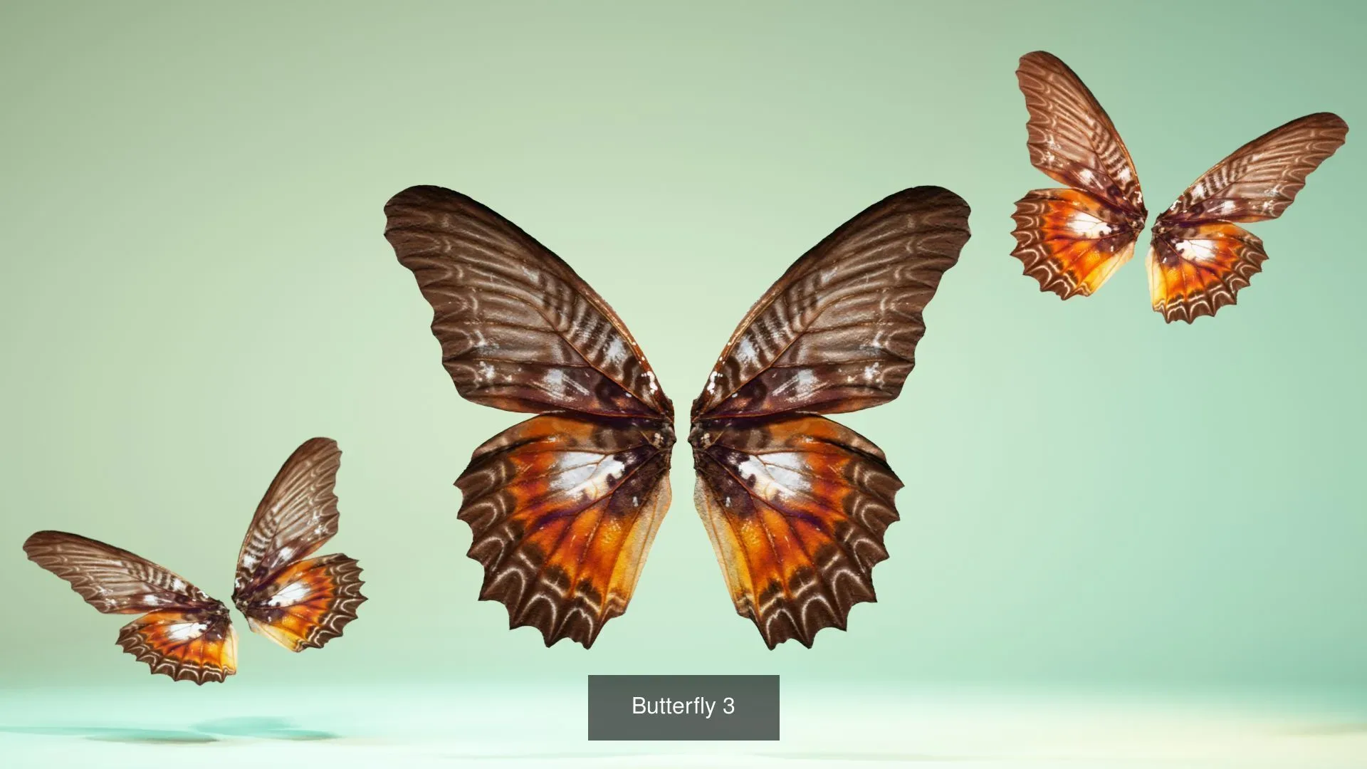 39 3D Scanned Butterfly Wings