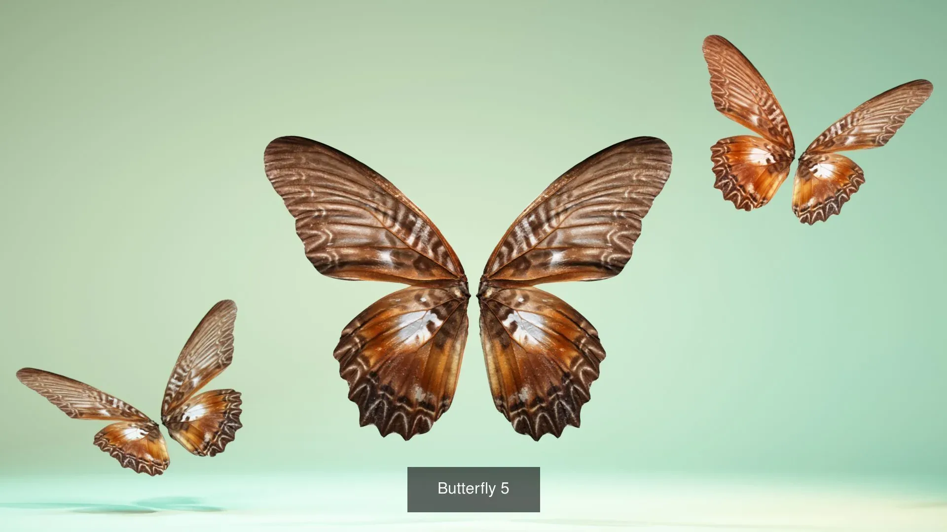 39 3D Scanned Butterfly Wings