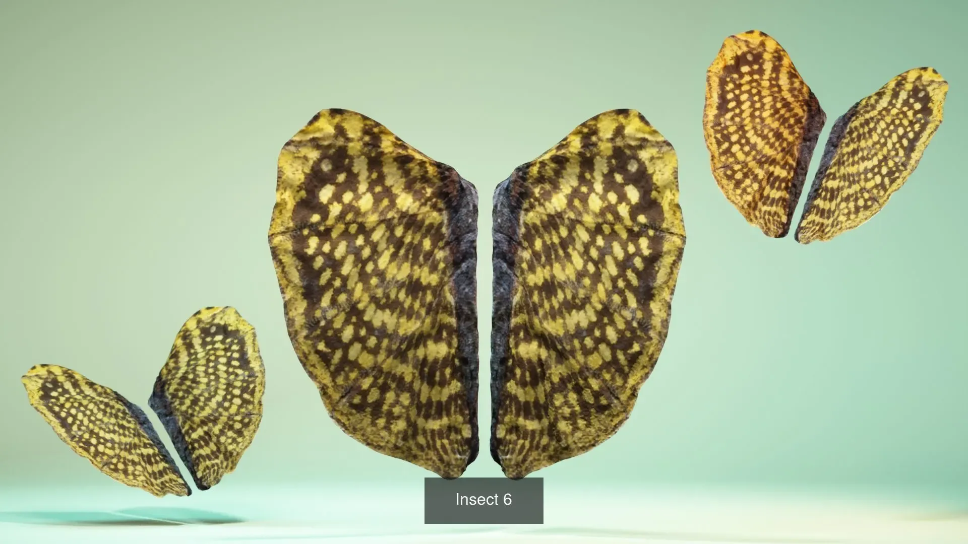 39 3D Scanned Butterfly Wings