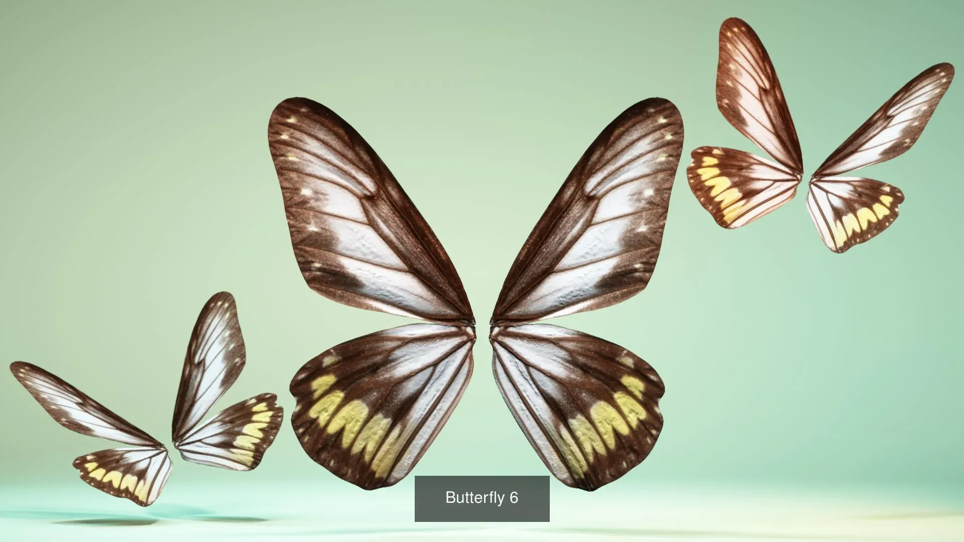 39 3D Scanned Butterfly Wings