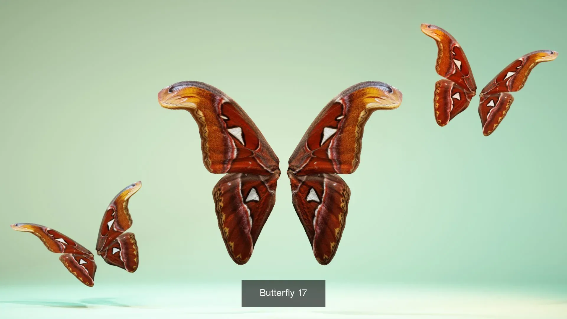 39 3D Scanned Butterfly Wings