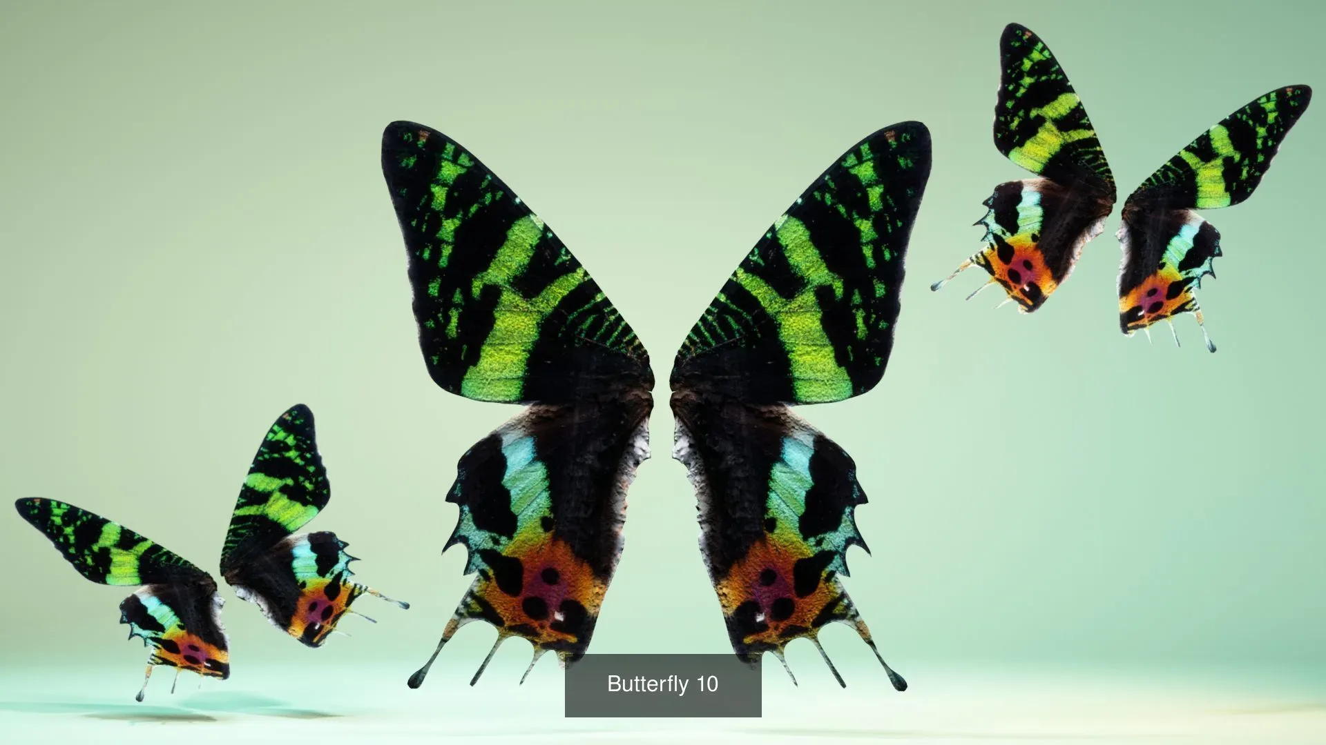 39 3D Scanned Butterfly Wings