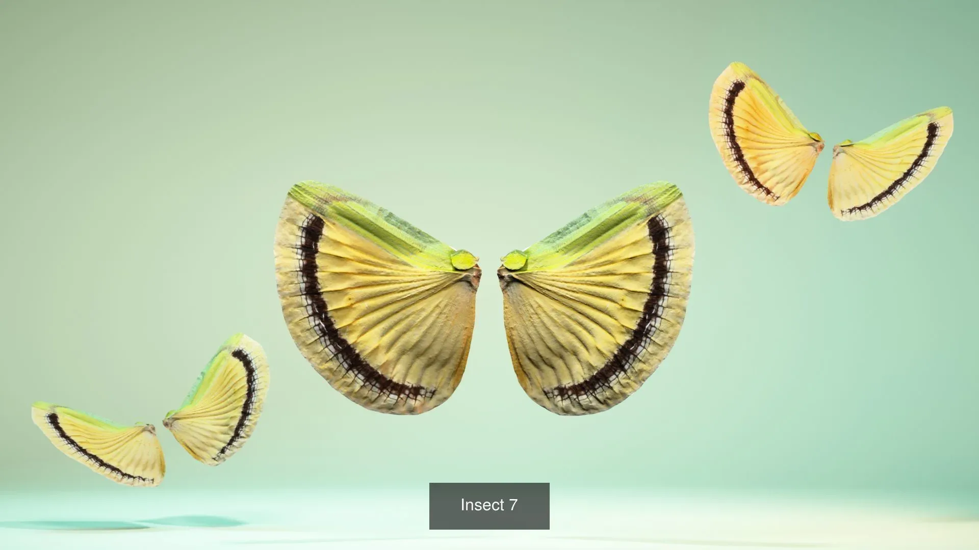 39 3D Scanned Butterfly Wings