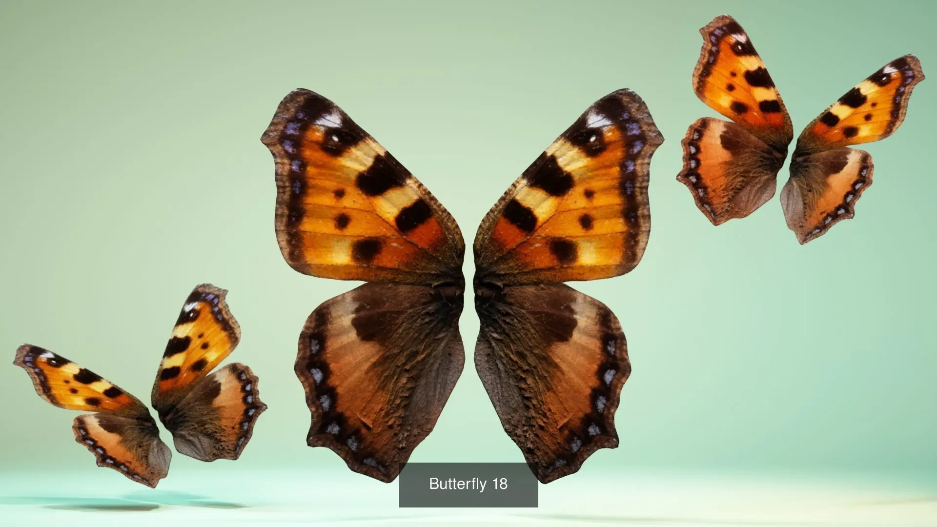 39 3D Scanned Butterfly Wings