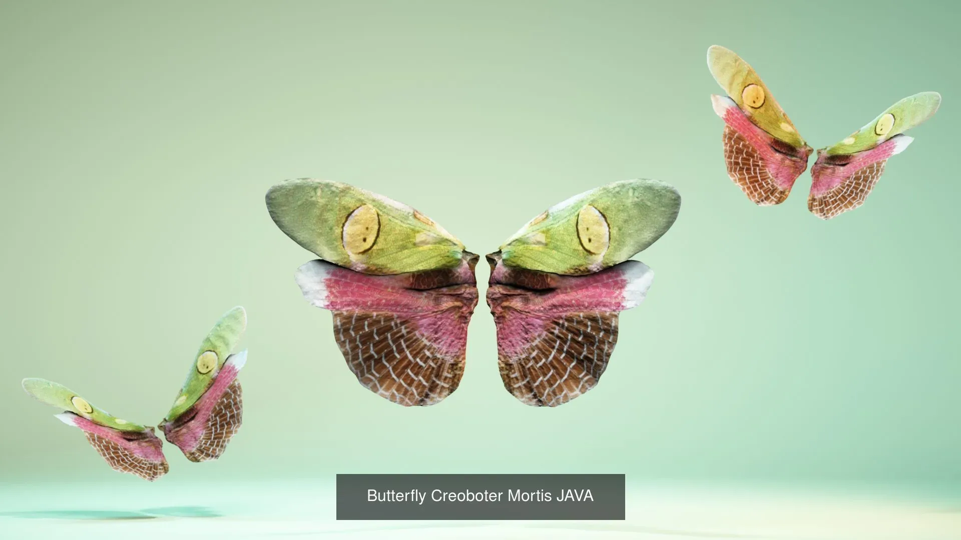 39 3D Scanned Butterfly Wings