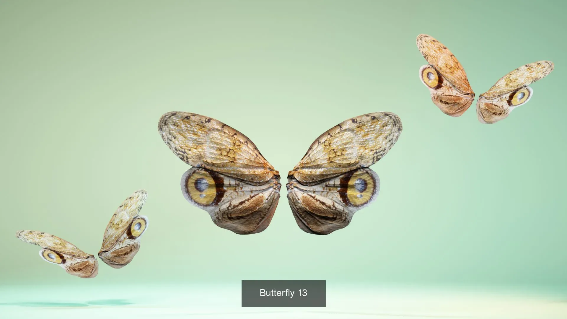 39 3D Scanned Butterfly Wings