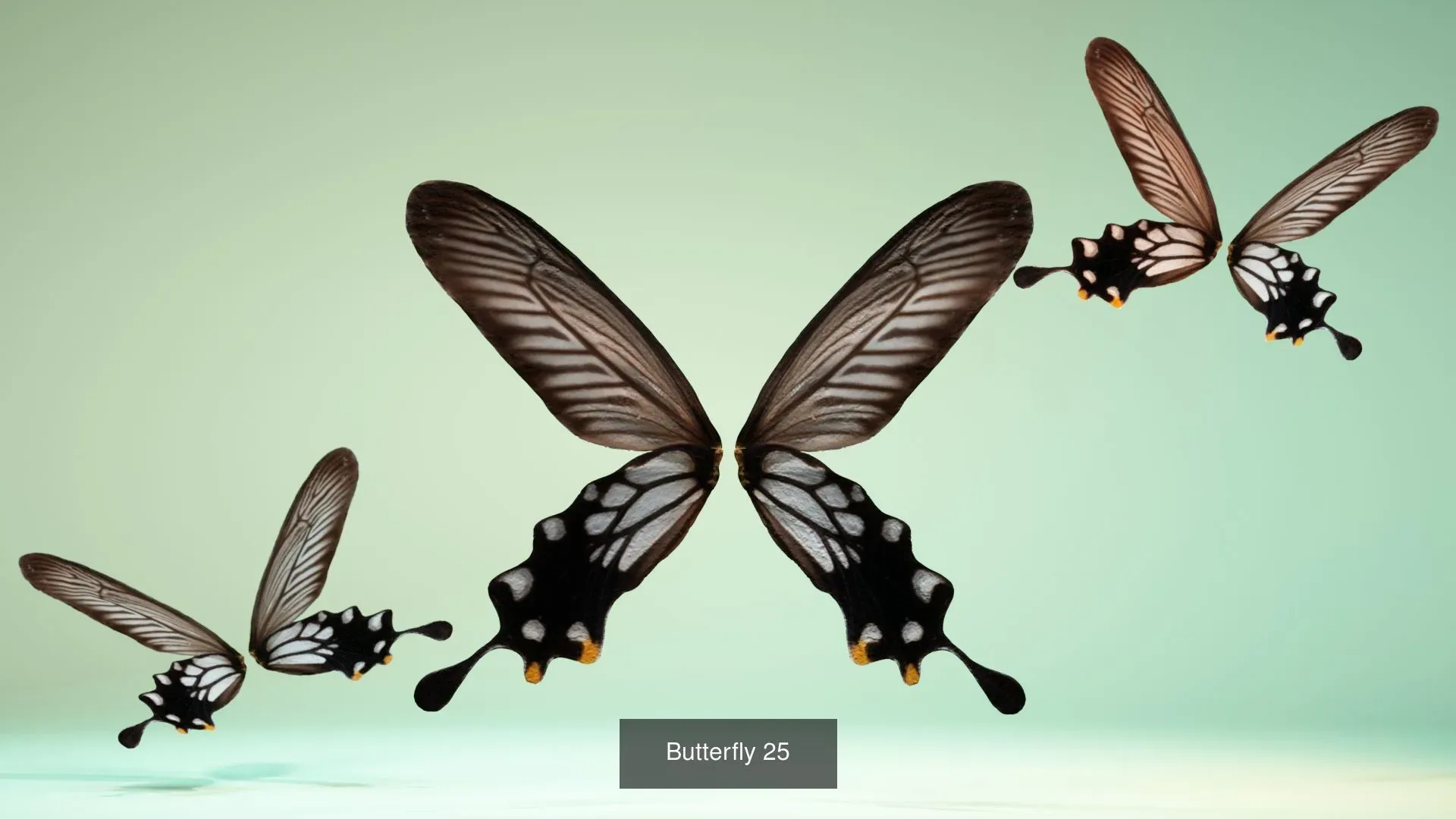 39 3D Scanned Butterfly Wings