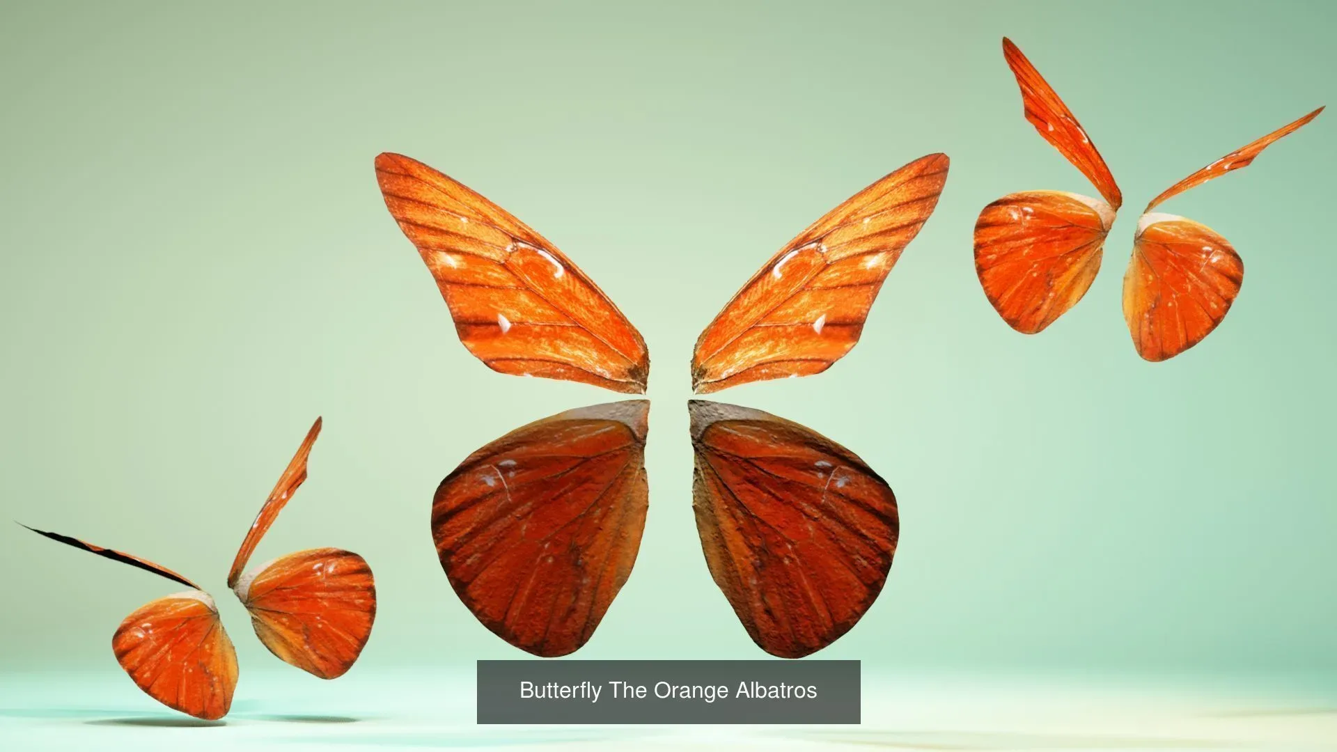 39 3D Scanned Butterfly Wings