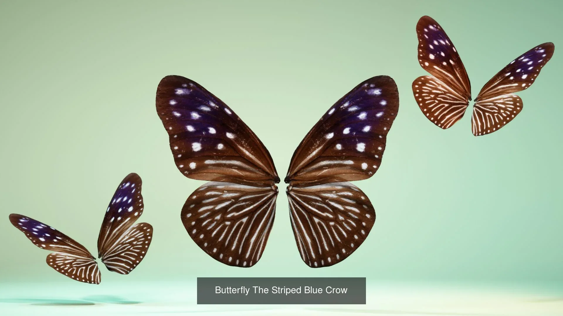 39 3D Scanned Butterfly Wings