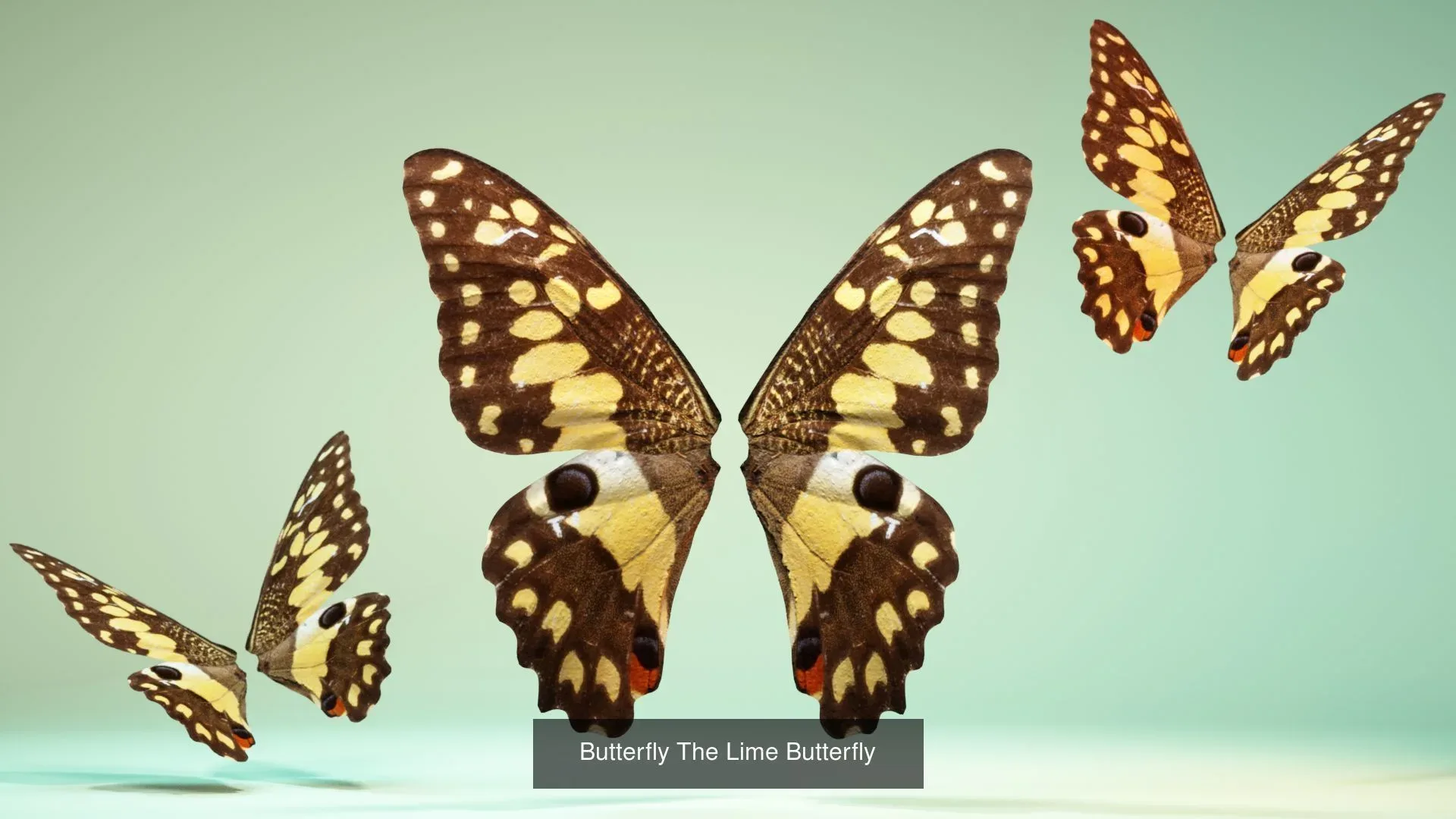 39 3D Scanned Butterfly Wings