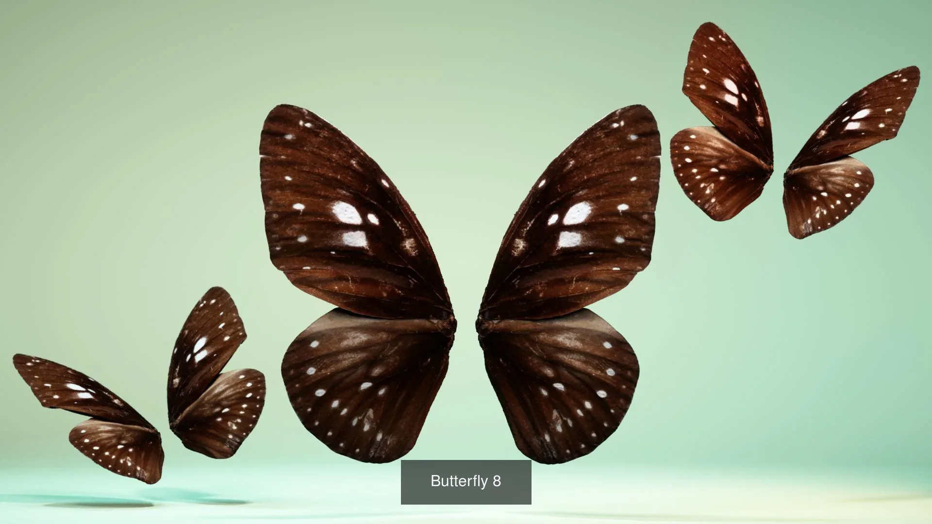 39 3D Scanned Butterfly Wings