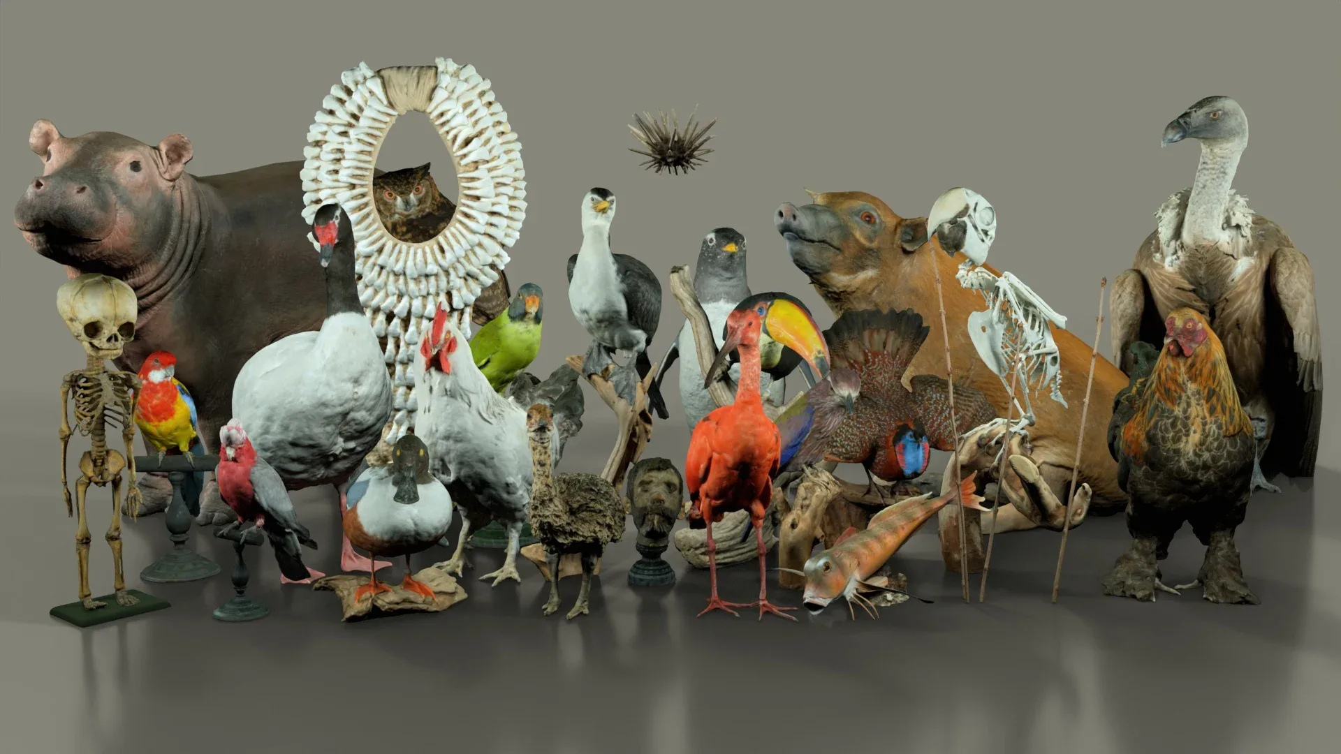 26 Museum Animals