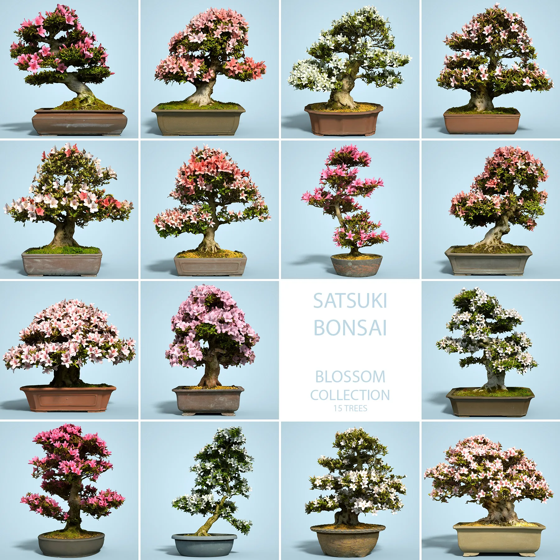 3D Scanned Blossoming Satsuki Bonsai Tree Collection