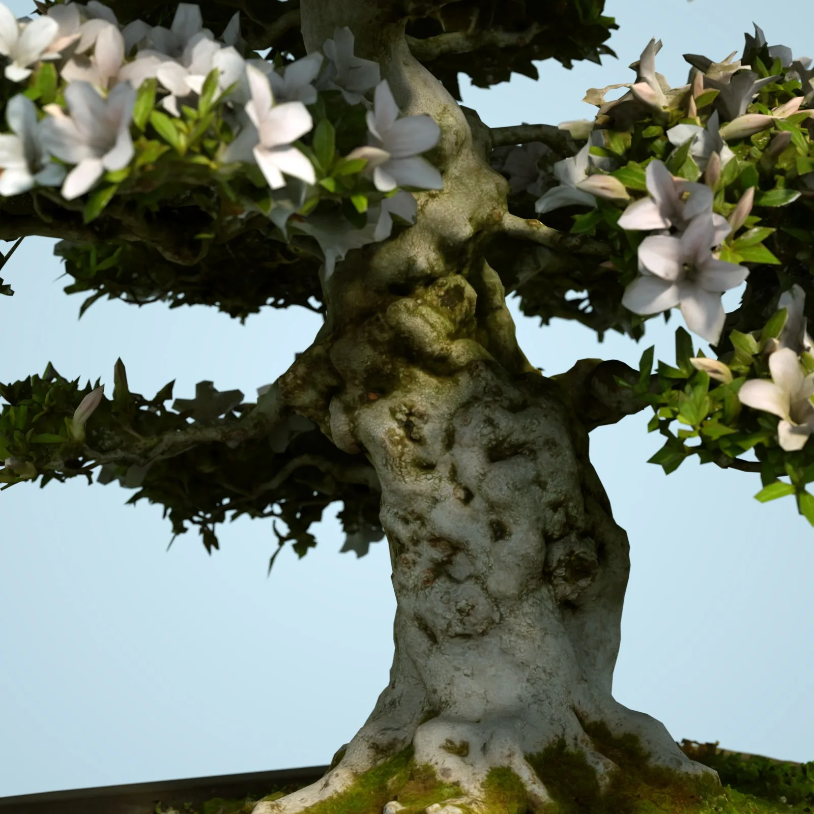 3D Scanned Blossoming Satsuki Bonsai Tree Collection