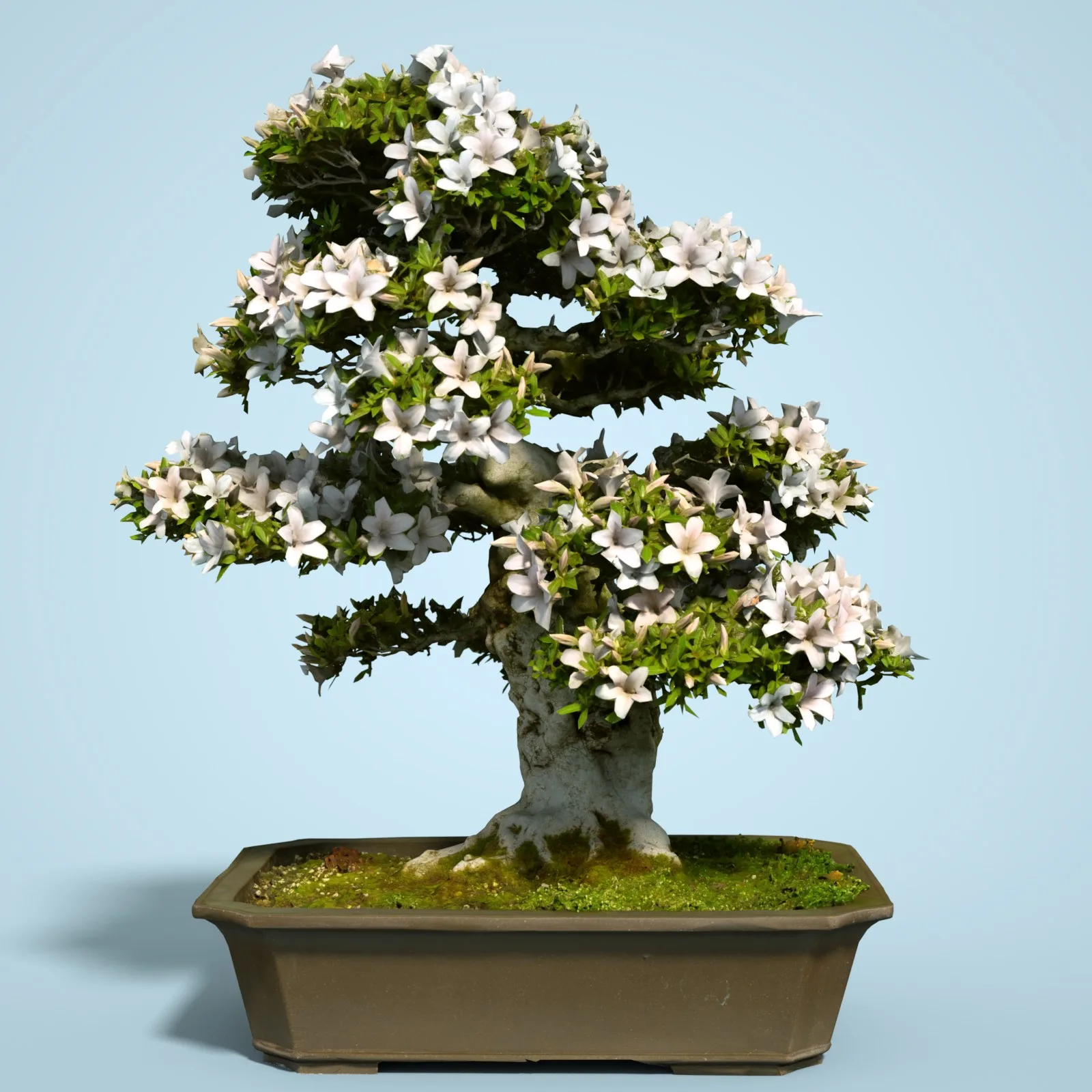 3D Scanned Blossoming Satsuki Bonsai Tree Collection