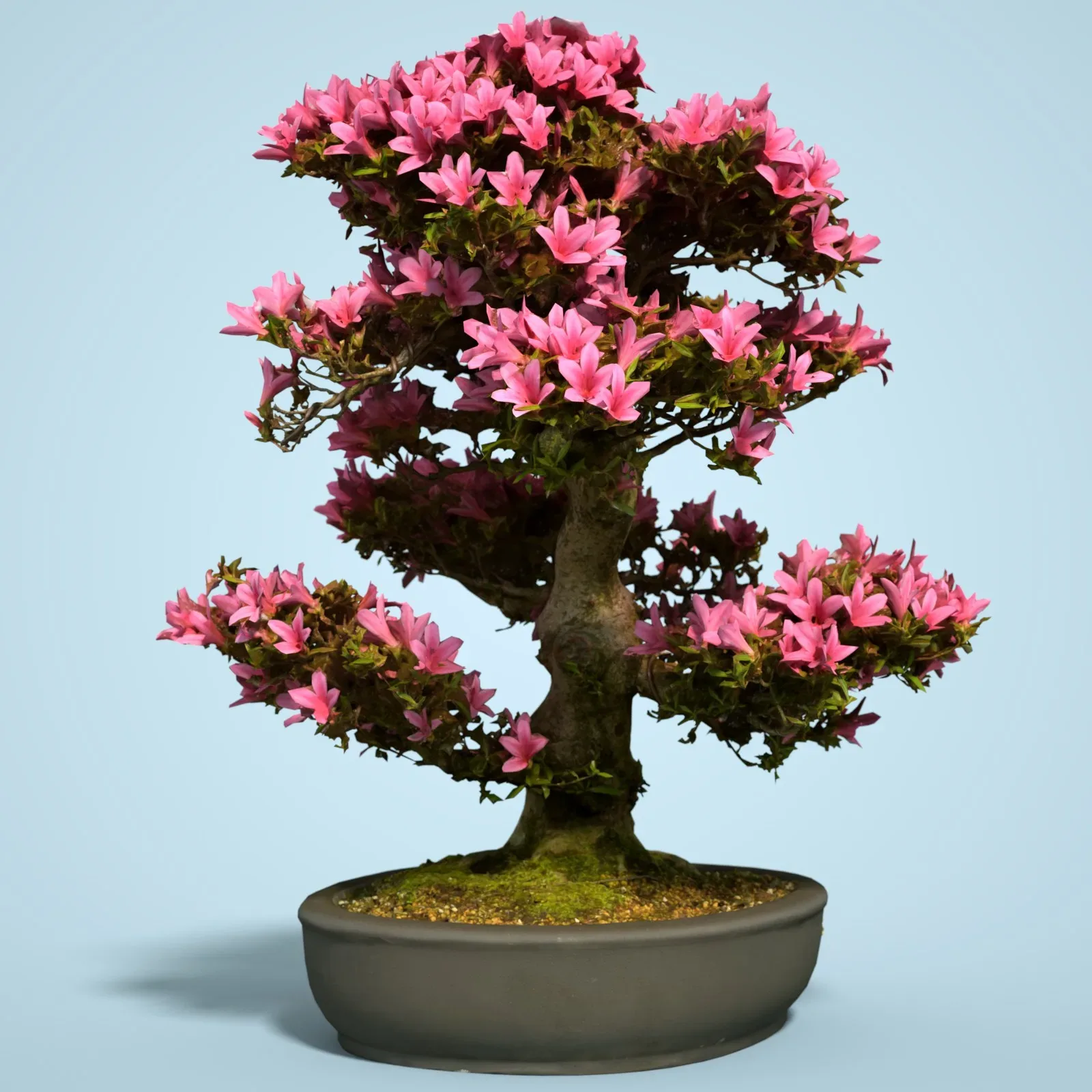 3D Scanned Blossoming Satsuki Bonsai Tree Collection