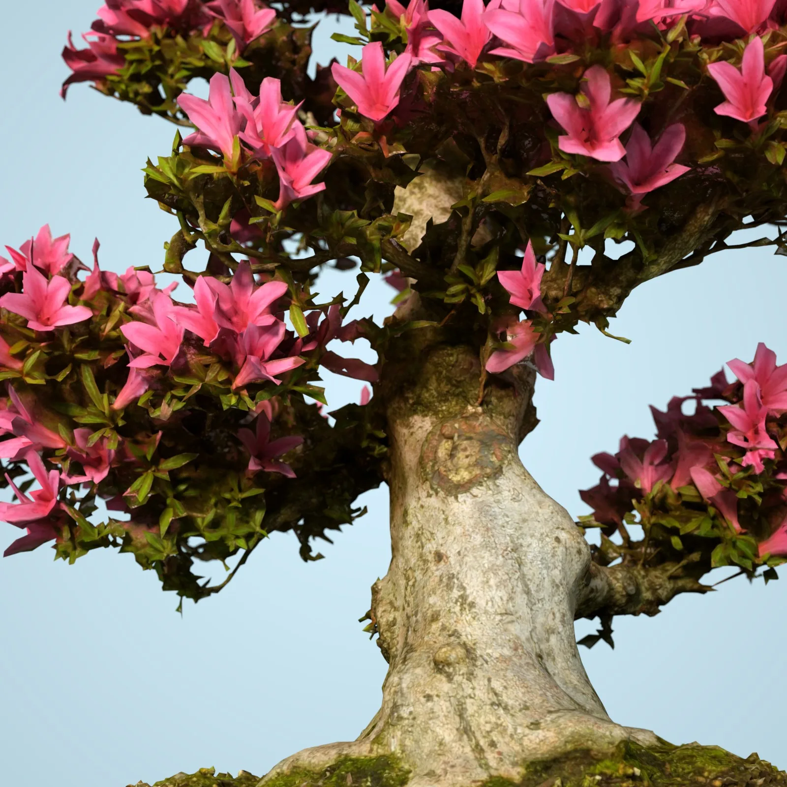 3D Scanned Blossoming Satsuki Bonsai Tree Collection