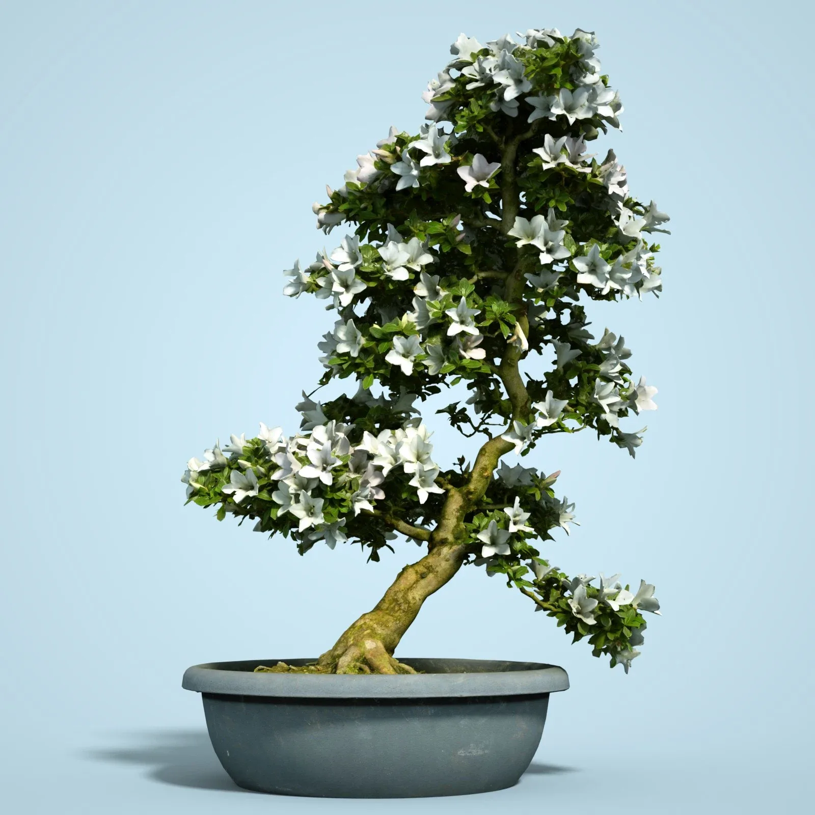 3D Scanned Blossoming Satsuki Bonsai Tree Collection