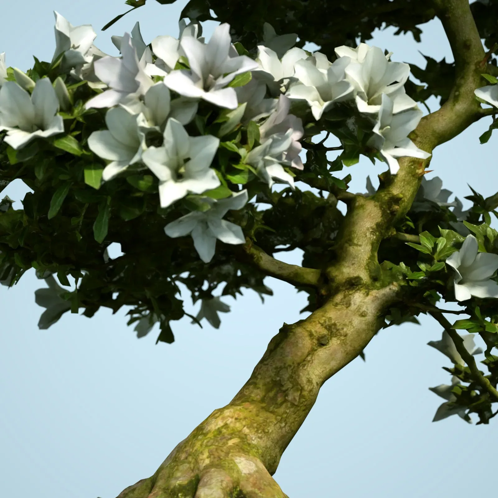 3D Scanned Blossoming Satsuki Bonsai Tree Collection