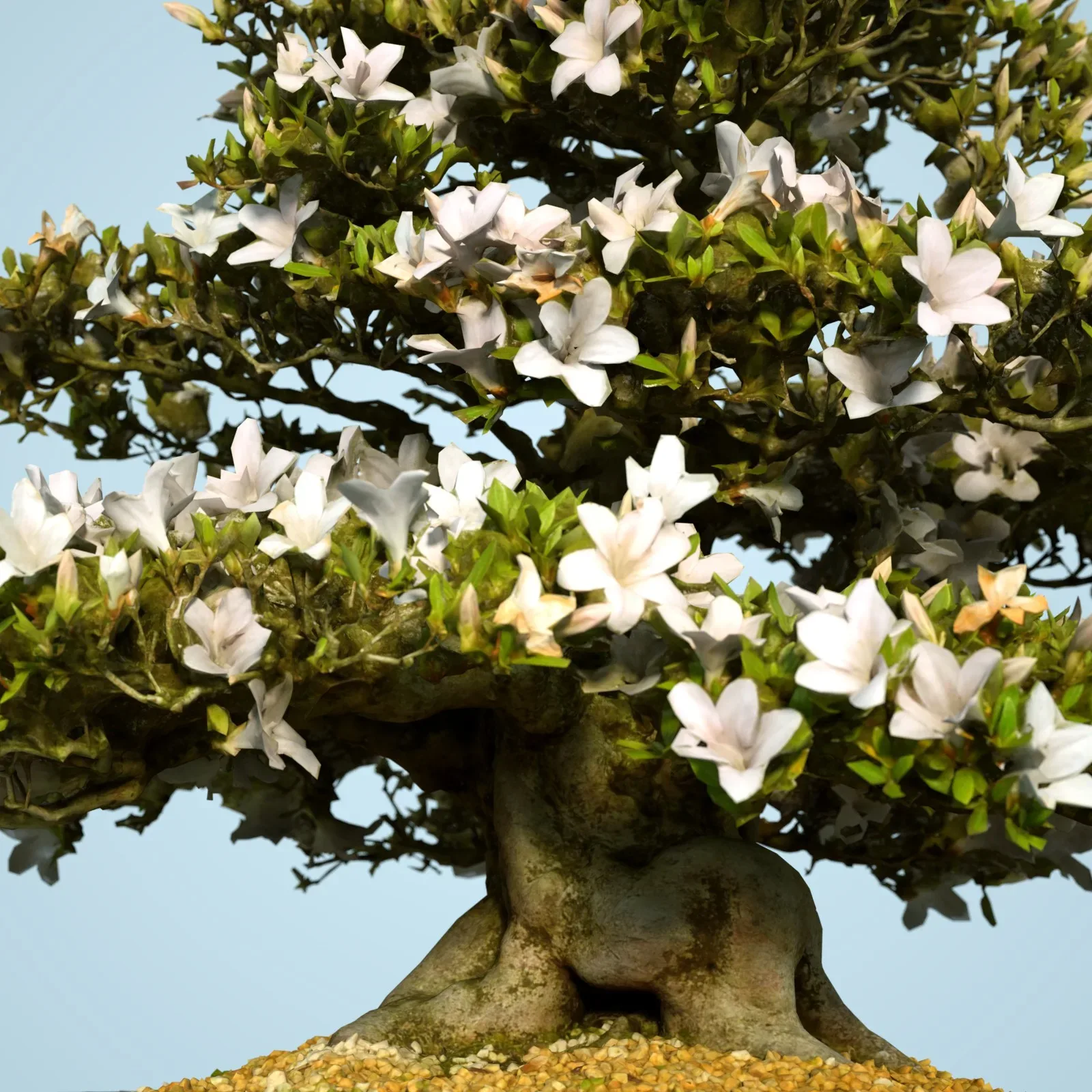 3D Scanned Blossoming Satsuki Bonsai Tree Collection