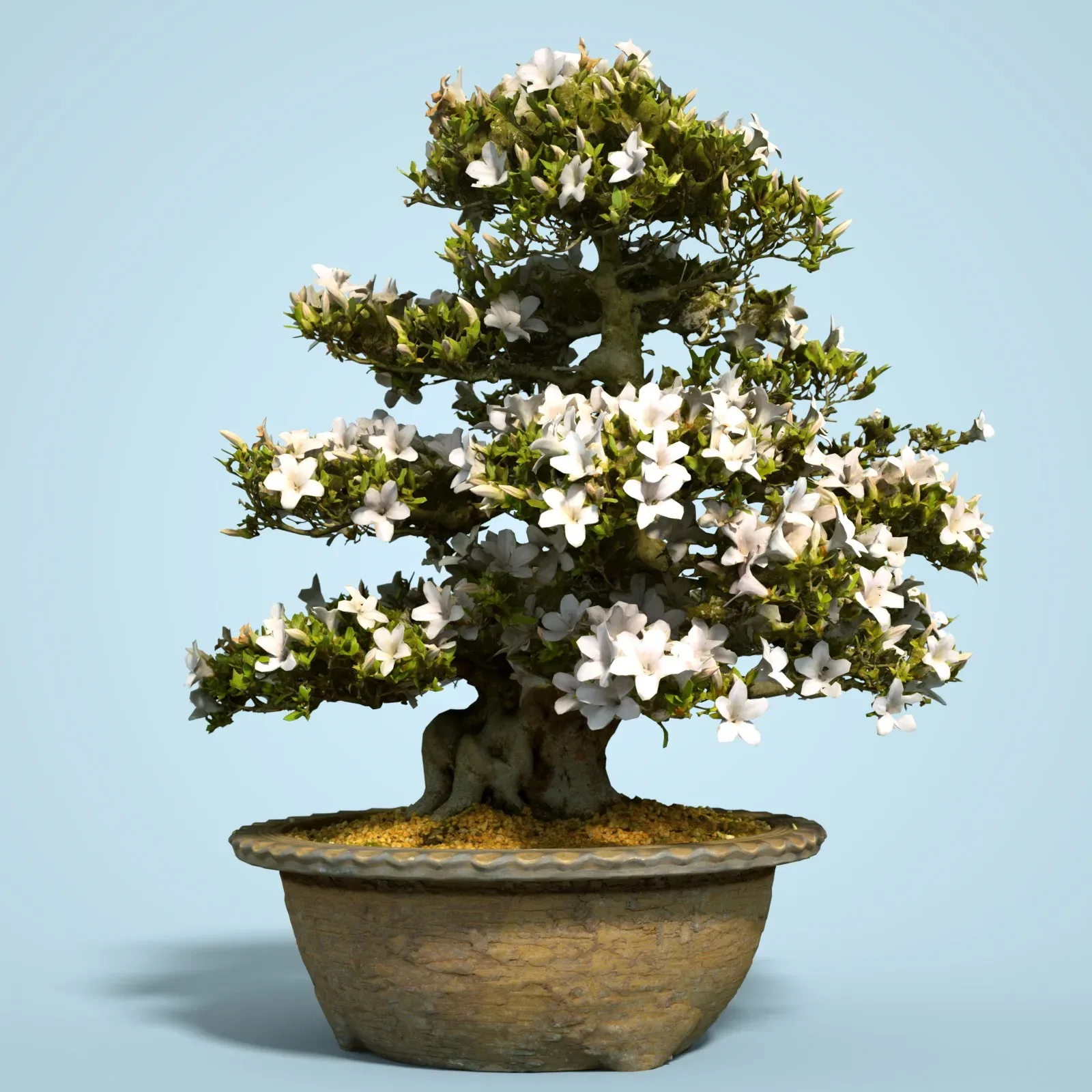 3D Scanned Blossoming Satsuki Bonsai Tree Collection