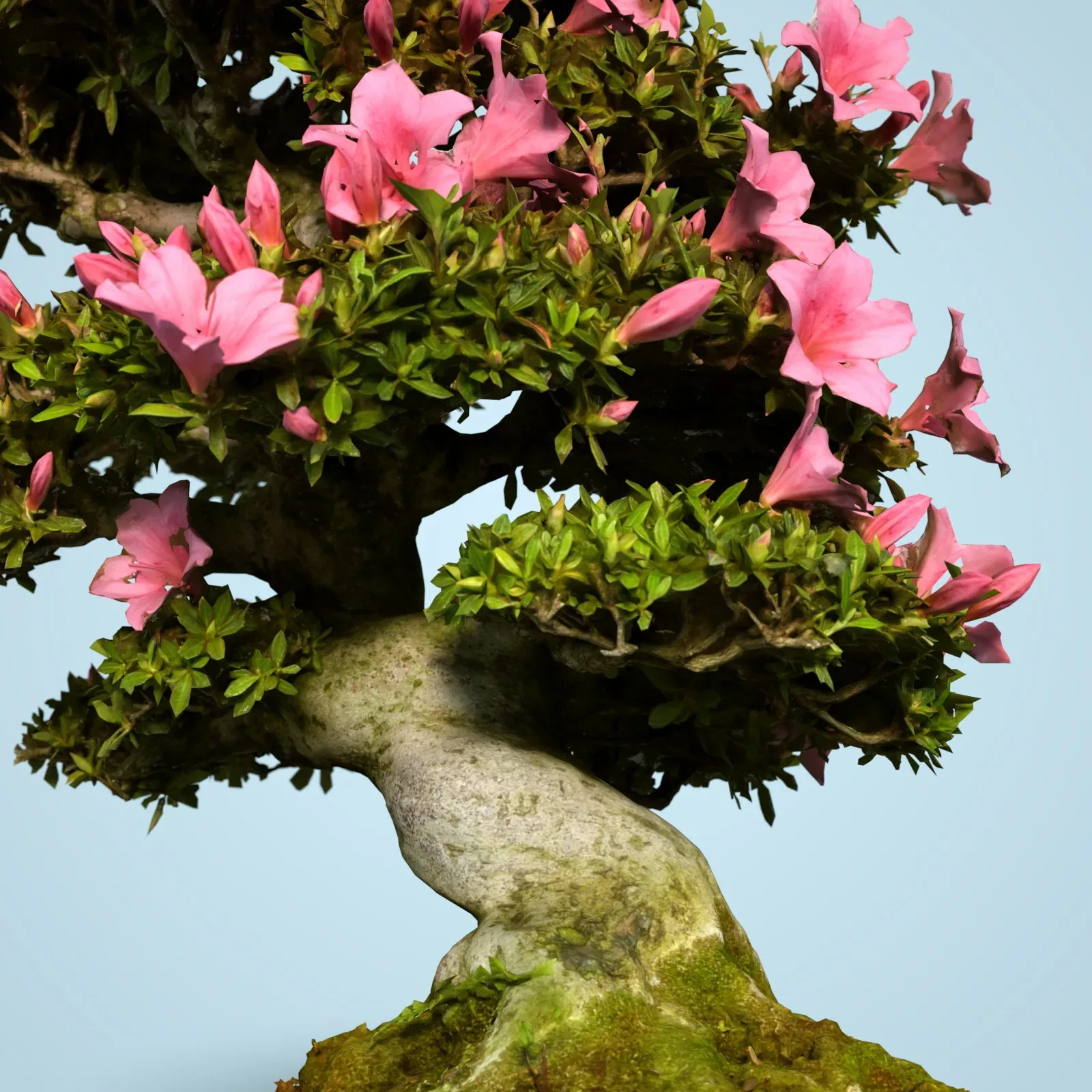 3D Scanned Blossoming Satsuki Bonsai Tree Collection