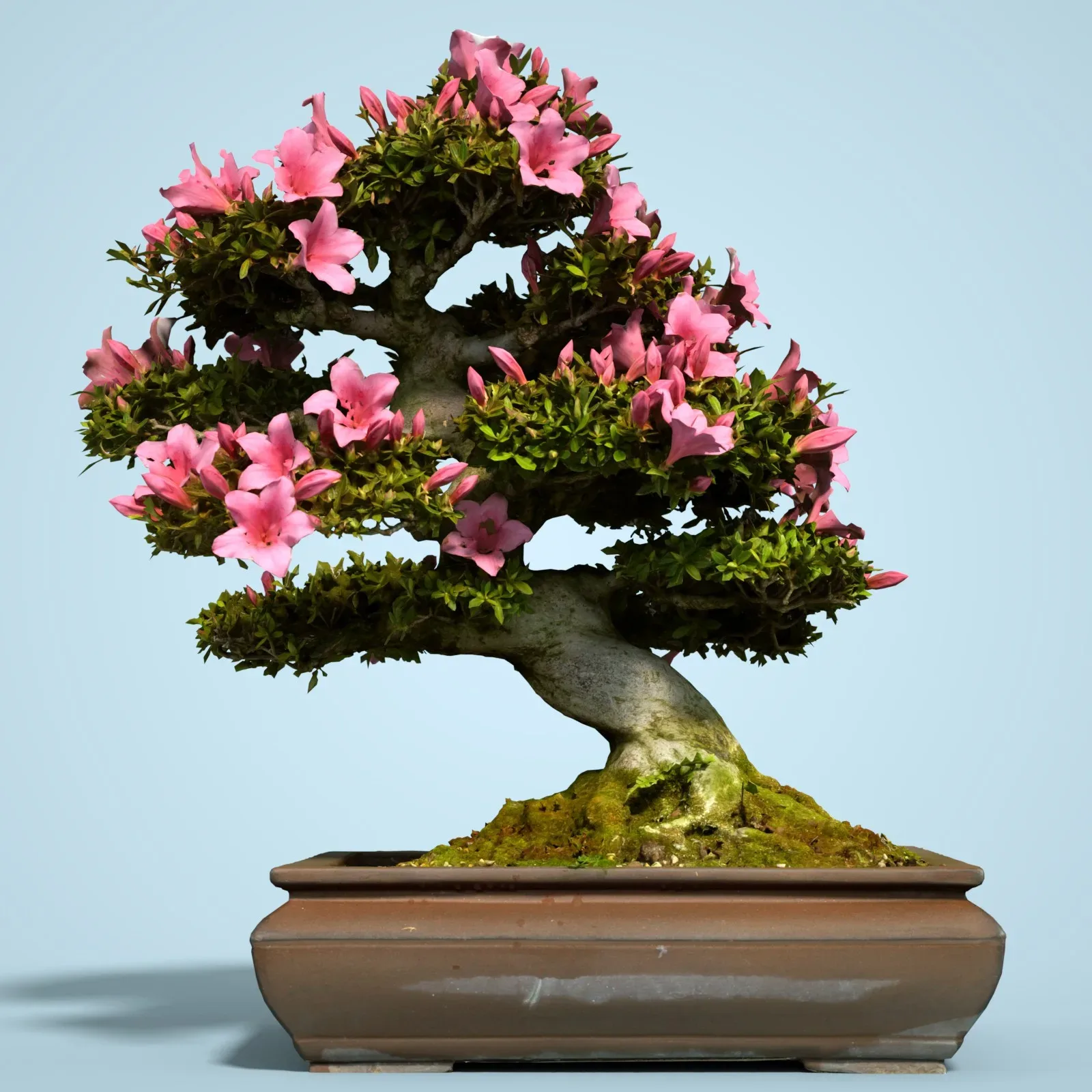 3D Scanned Blossoming Satsuki Bonsai Tree Collection