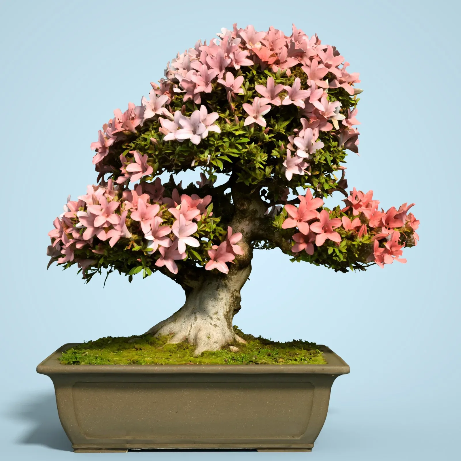 3D Scanned Blossoming Satsuki Bonsai Tree Collection