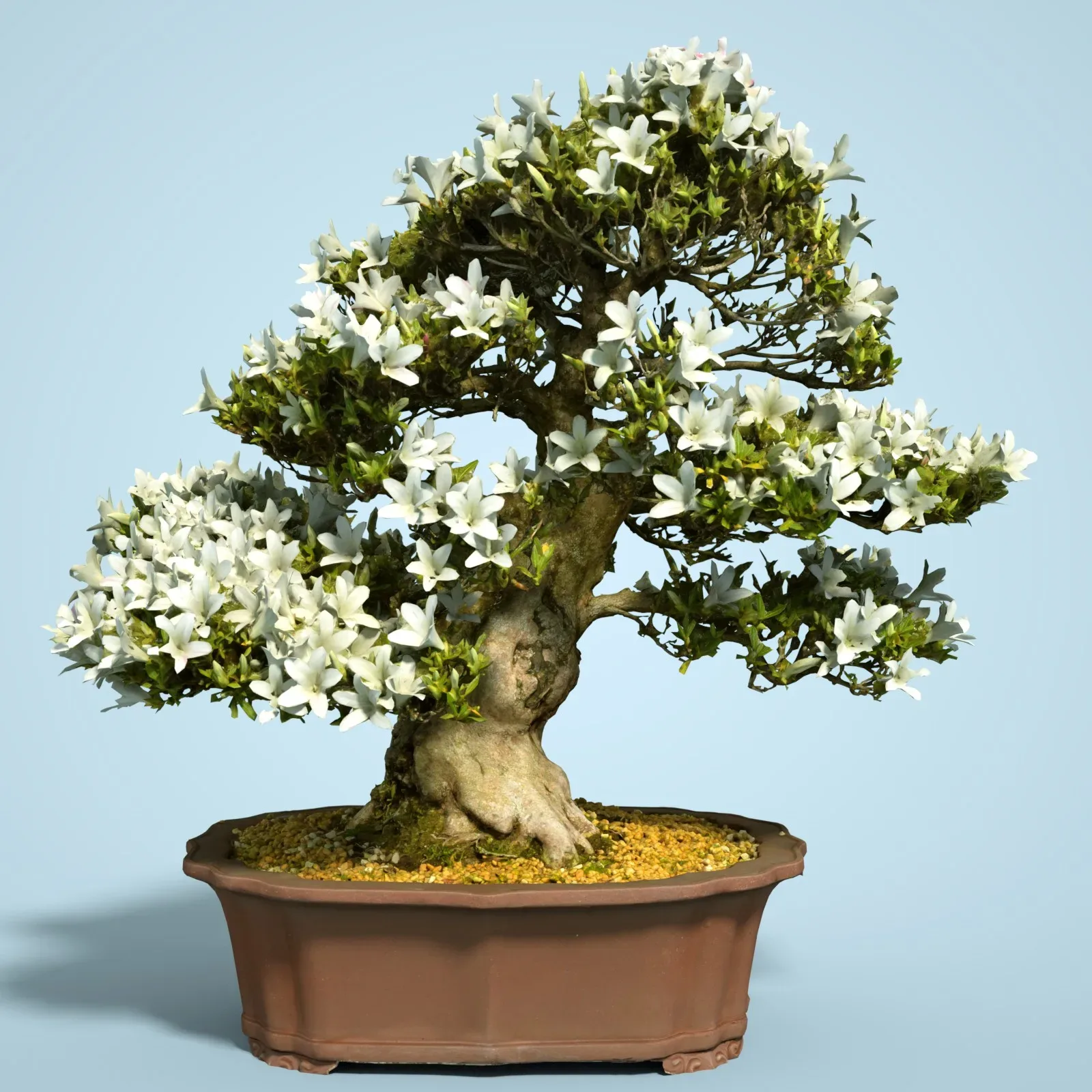 3D Scanned Blossoming Satsuki Bonsai Tree Collection