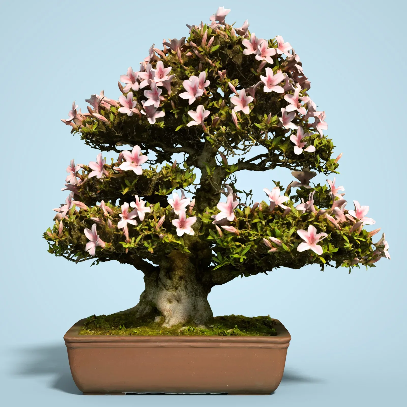 3D Scanned Blossoming Satsuki Bonsai Tree Collection