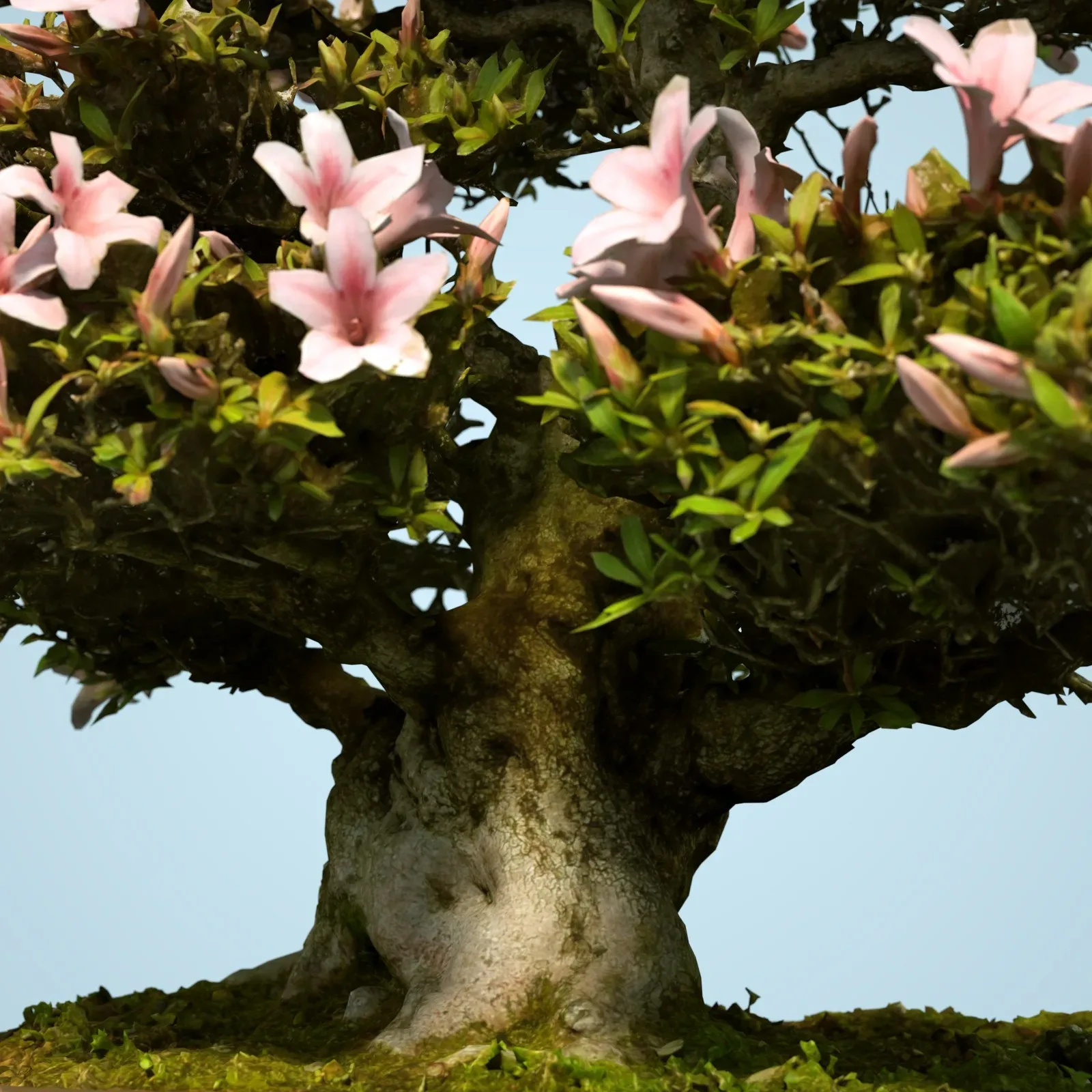 3D Scanned Blossoming Satsuki Bonsai Tree Collection