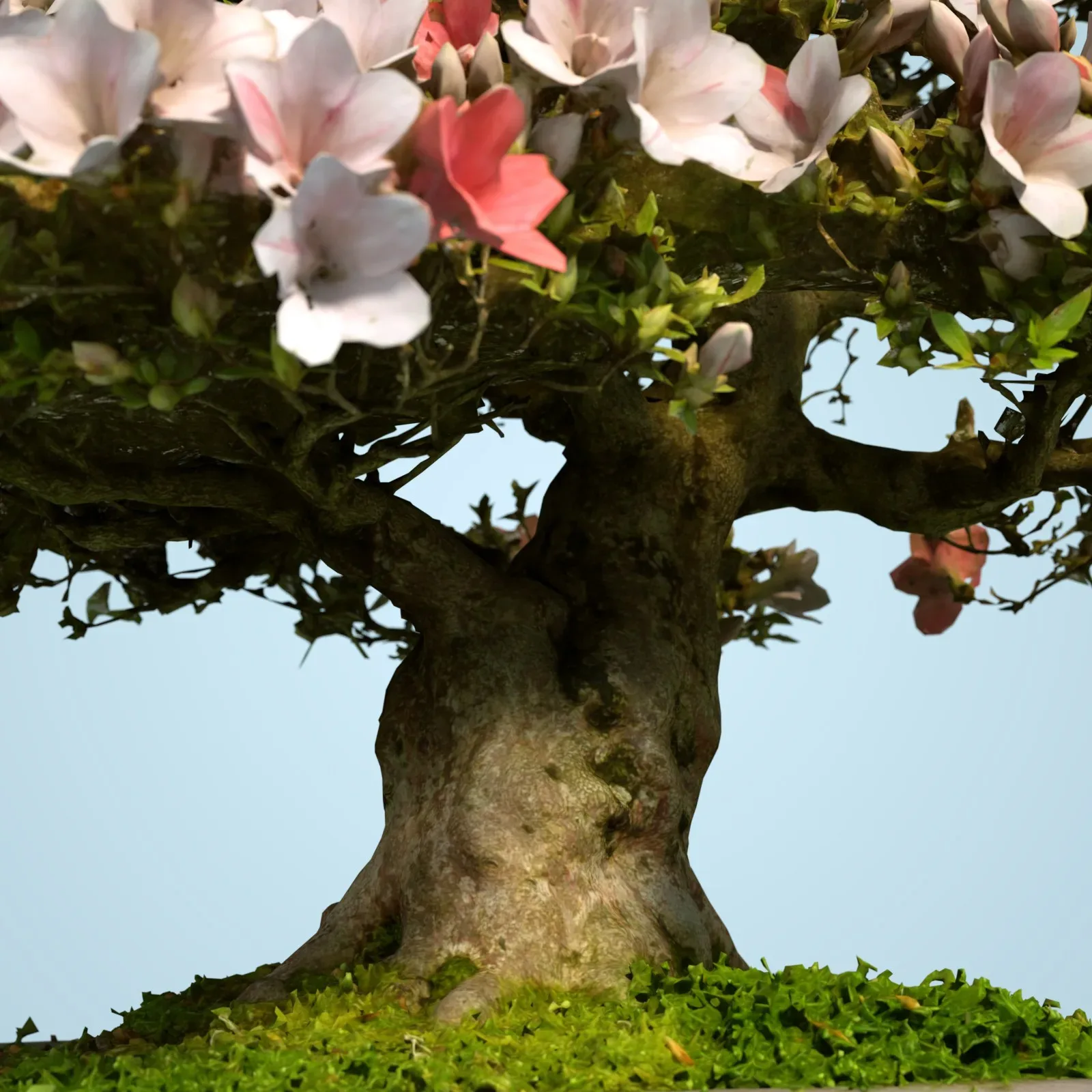 3D Scanned Blossoming Satsuki Bonsai Tree Collection