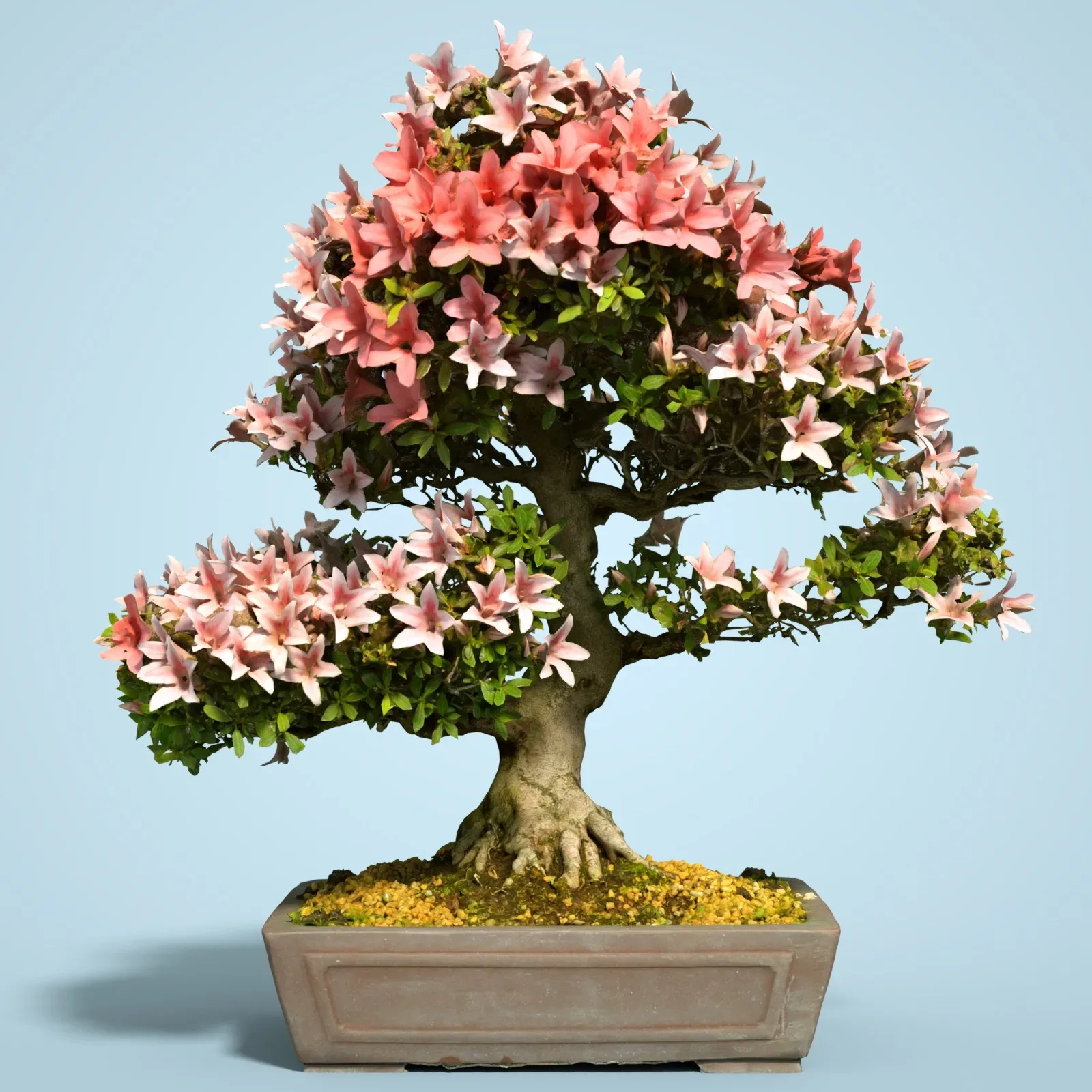 3D Scanned Blossoming Satsuki Bonsai Tree Collection