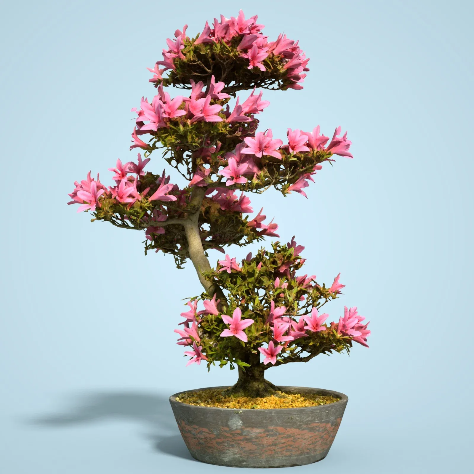 3D Scanned Blossoming Satsuki Bonsai Tree Collection