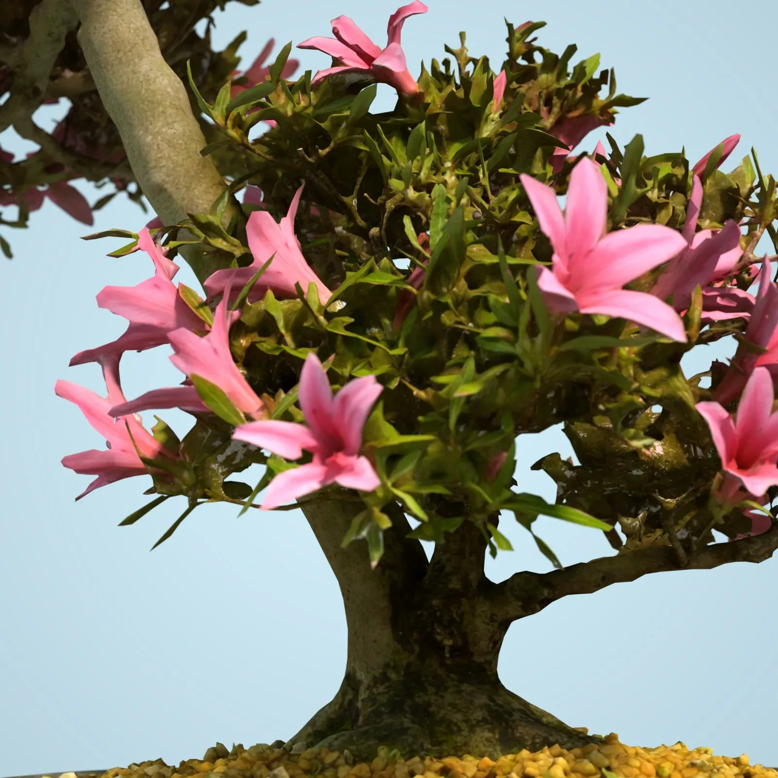 3D Scanned Blossoming Satsuki Bonsai Tree Collection