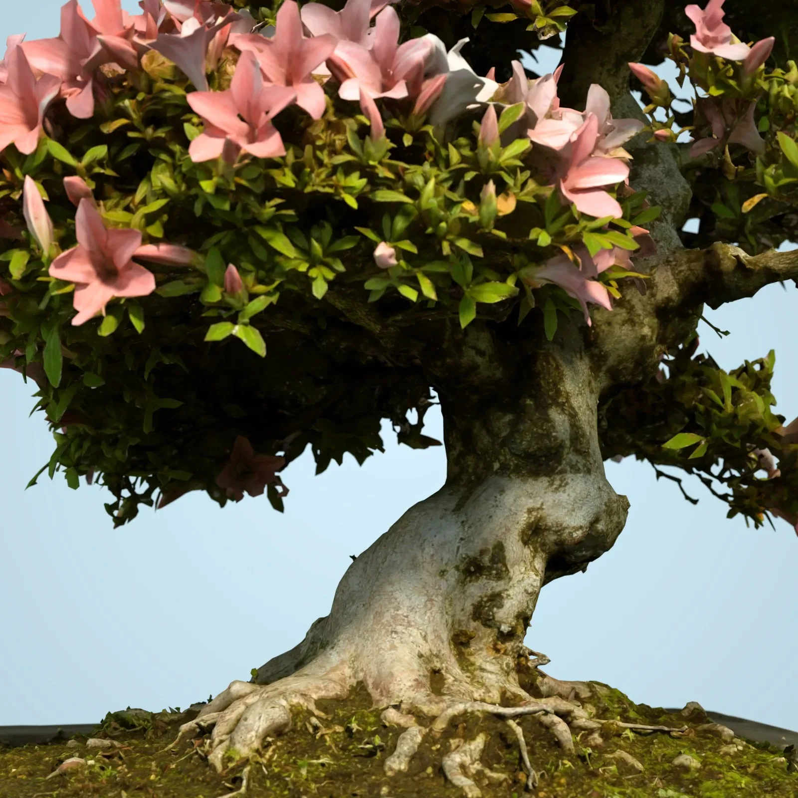 3D Scanned Blossoming Satsuki Bonsai Tree Collection