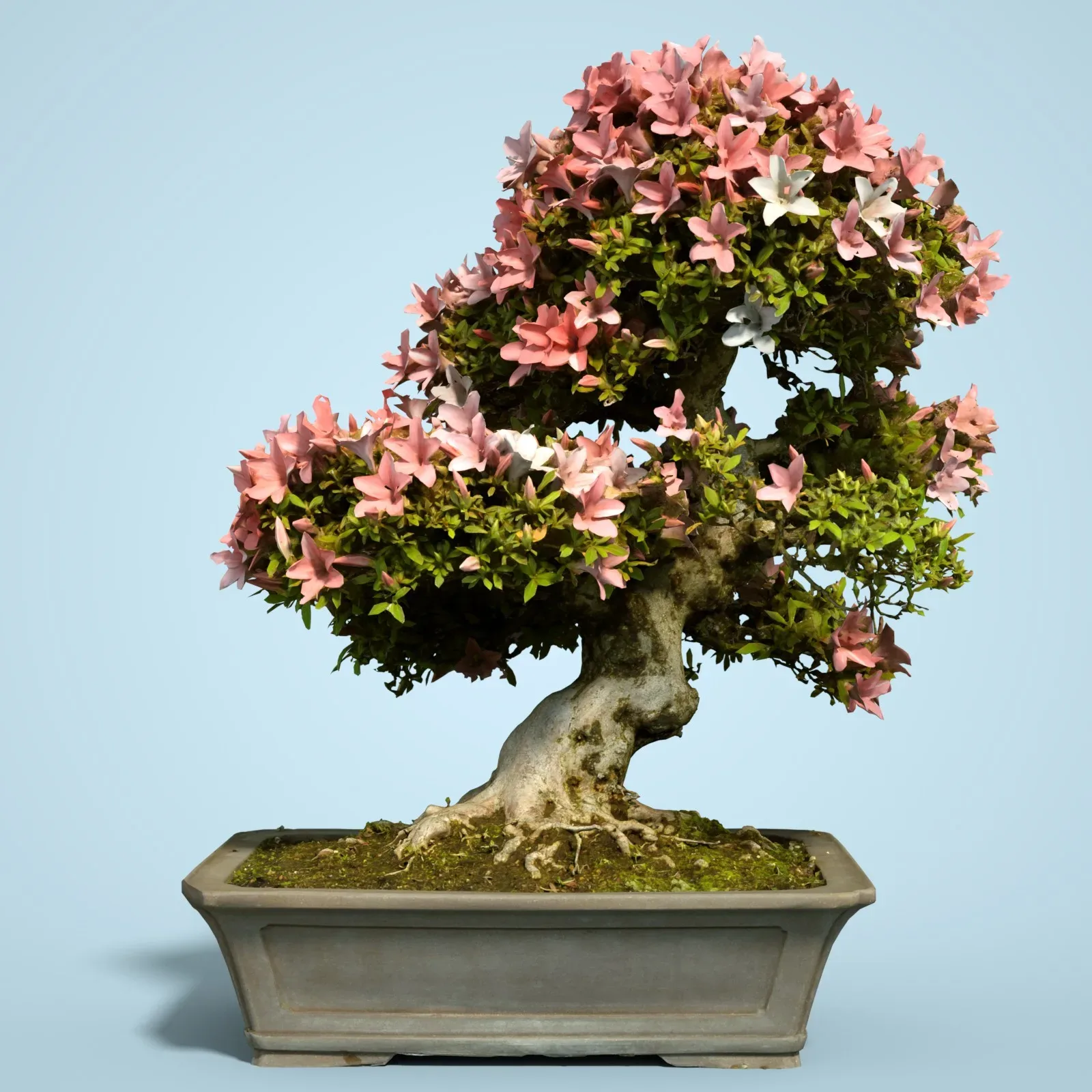 3D Scanned Blossoming Satsuki Bonsai Tree Collection