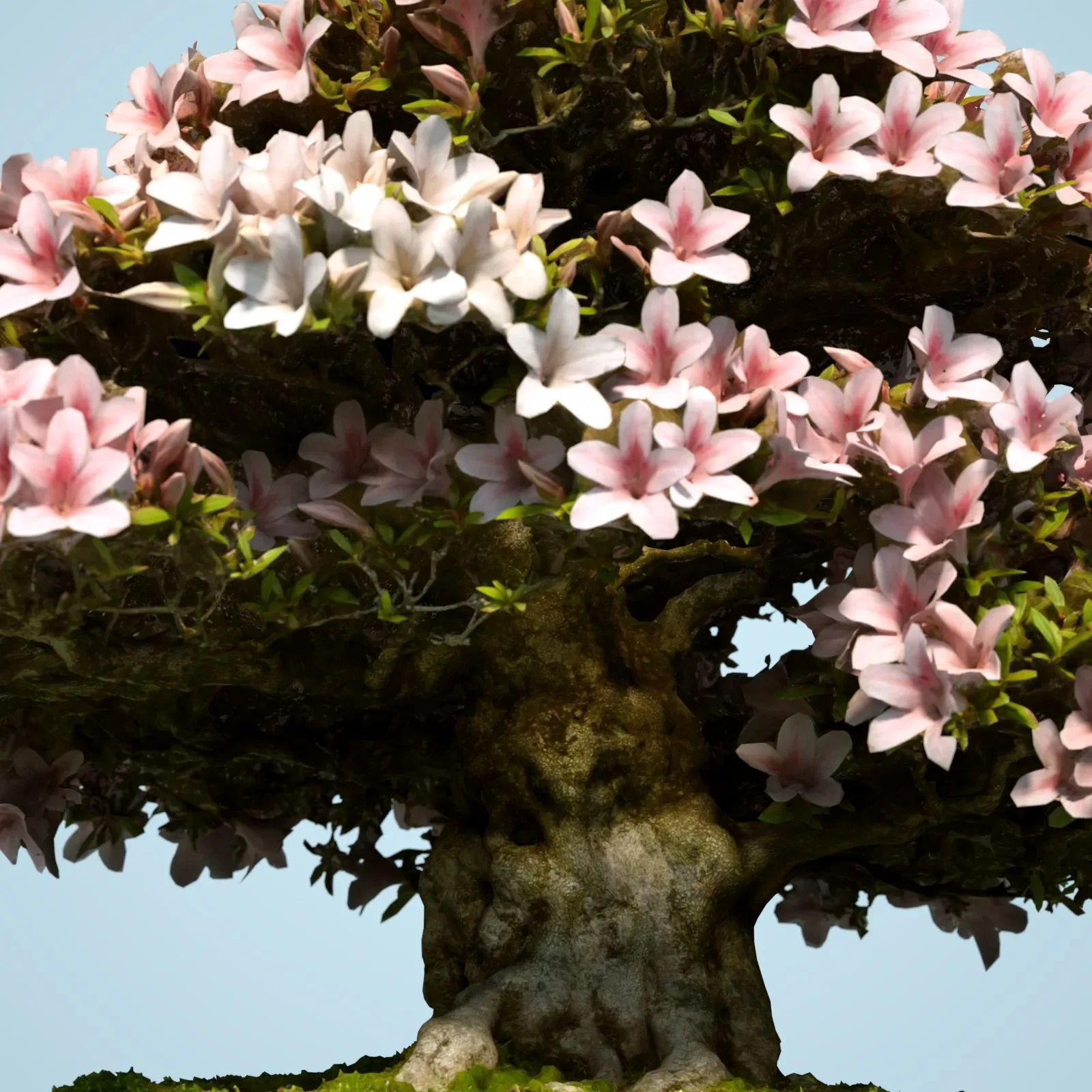 3D Scanned Blossoming Satsuki Bonsai Tree Collection