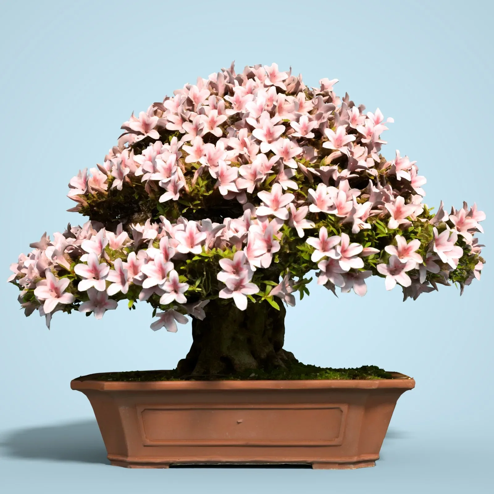 3D Scanned Blossoming Satsuki Bonsai Tree Collection