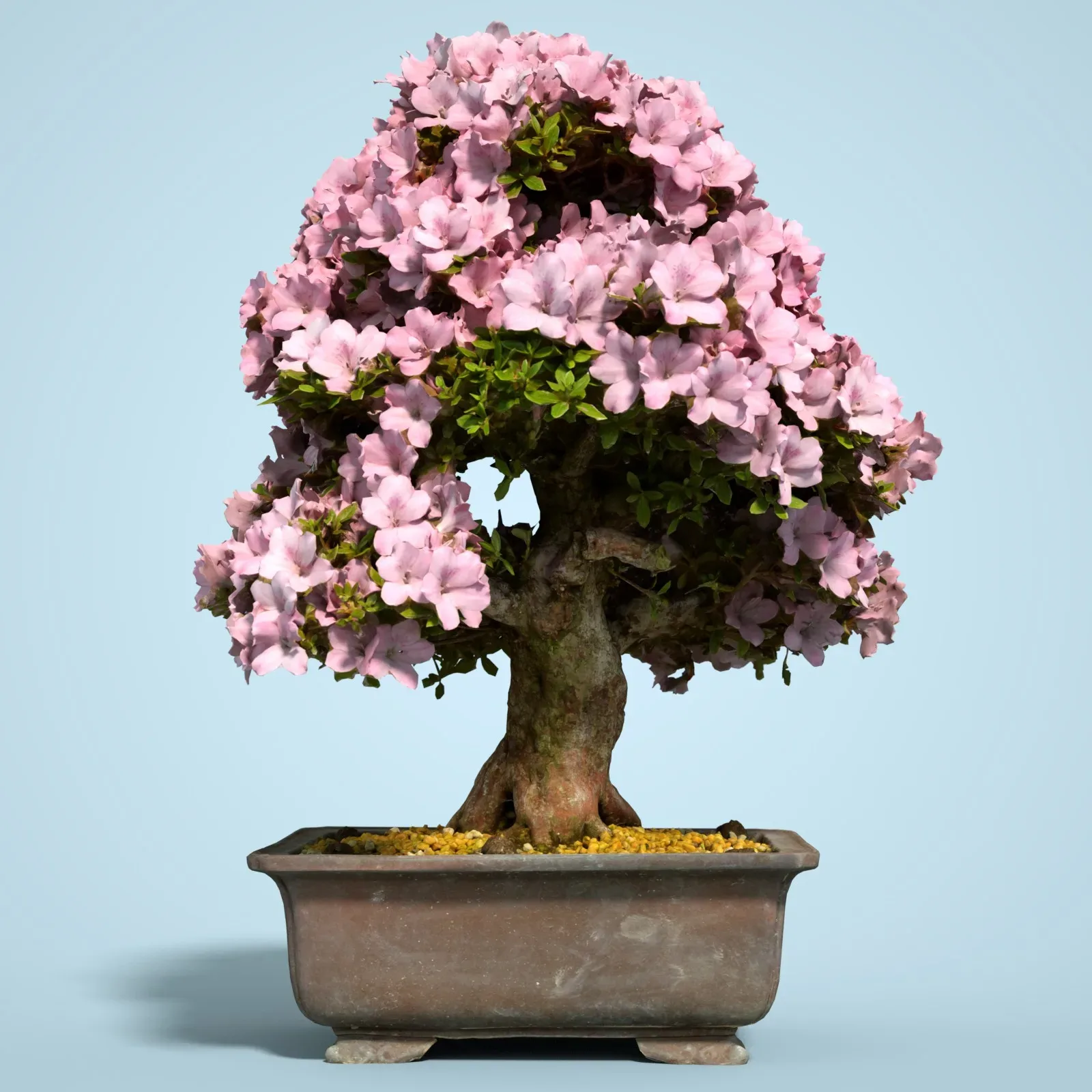 3D Scanned Blossoming Satsuki Bonsai Tree Collection