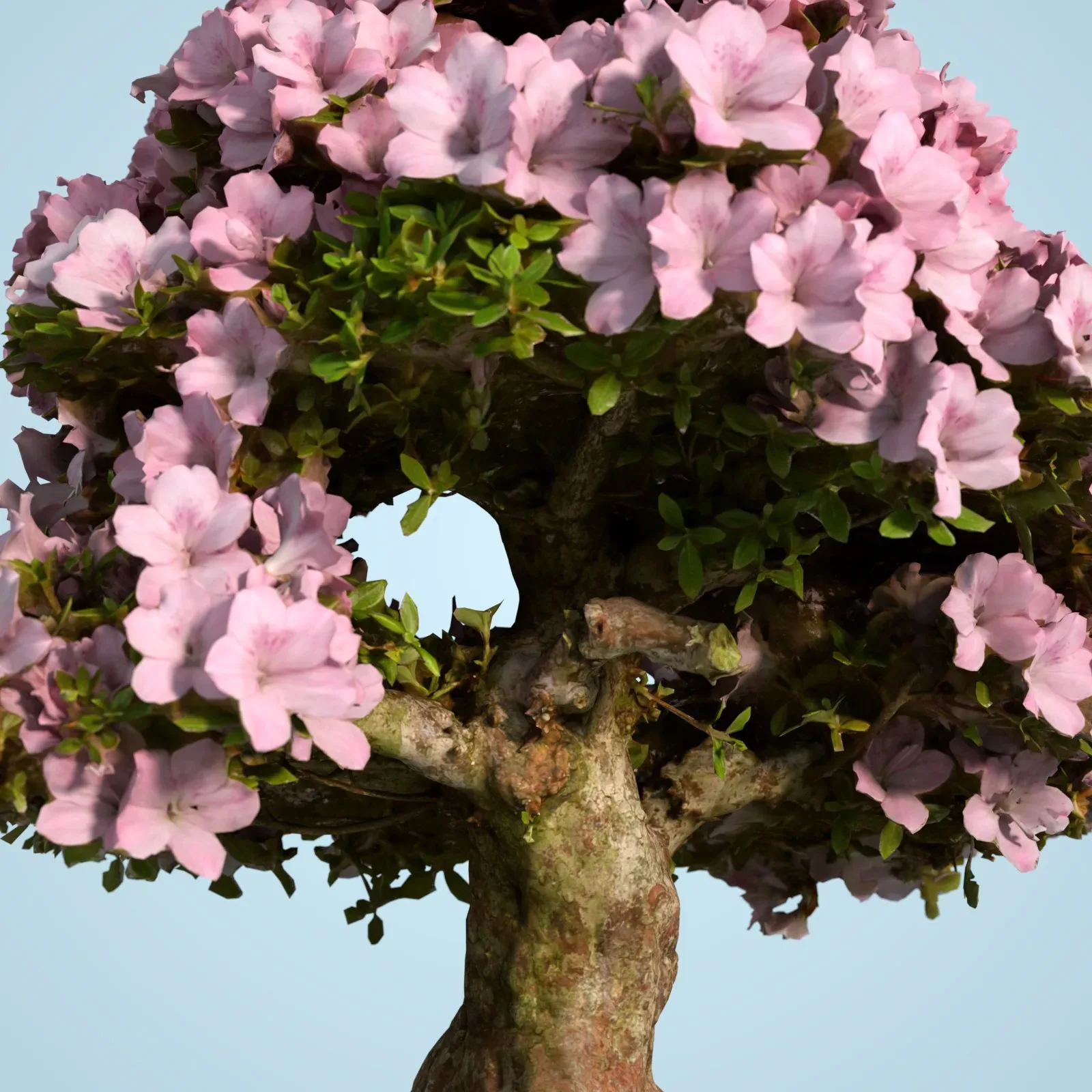 3D Scanned Blossoming Satsuki Bonsai Tree Collection