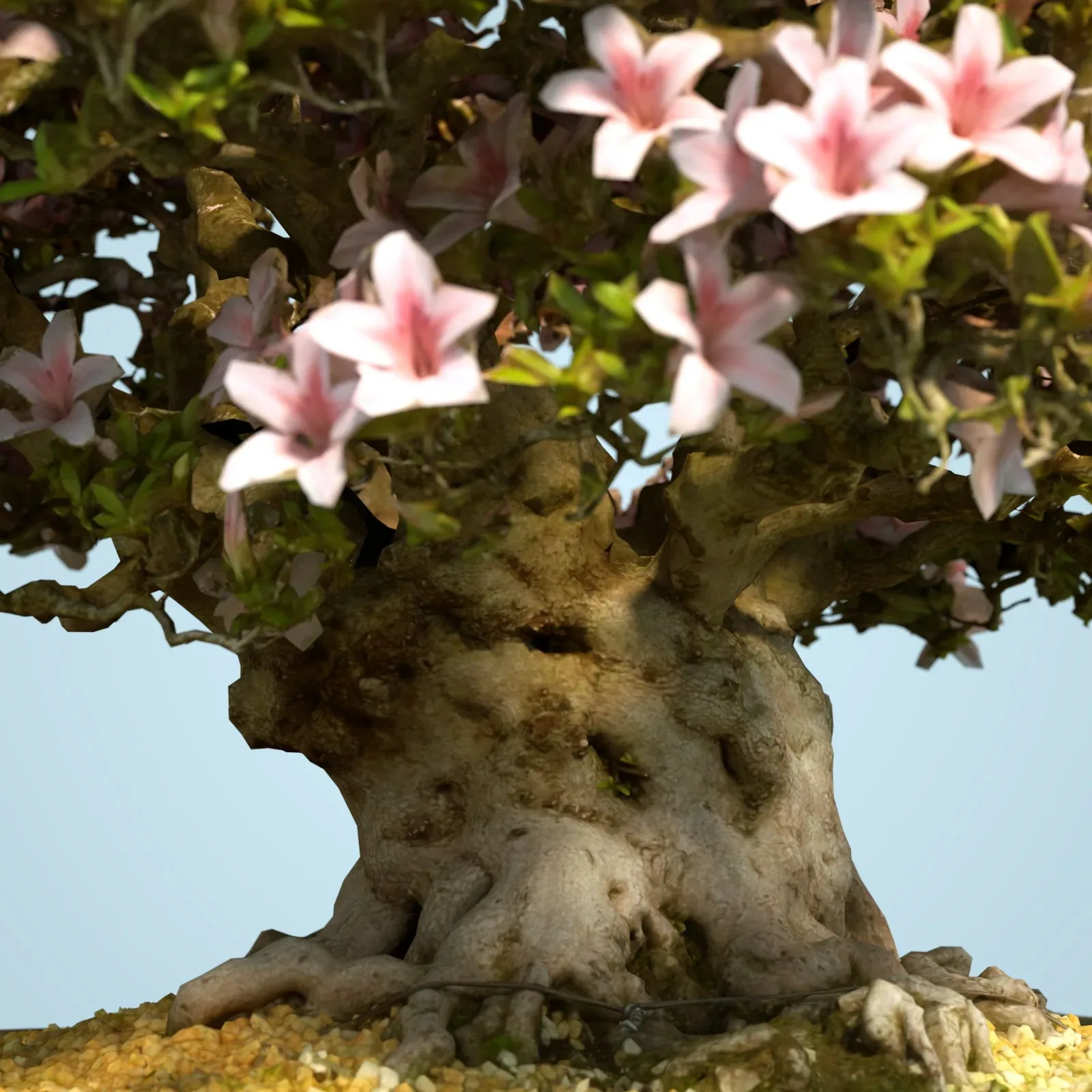 3D Scanned Blossoming Satsuki Bonsai Tree Collection