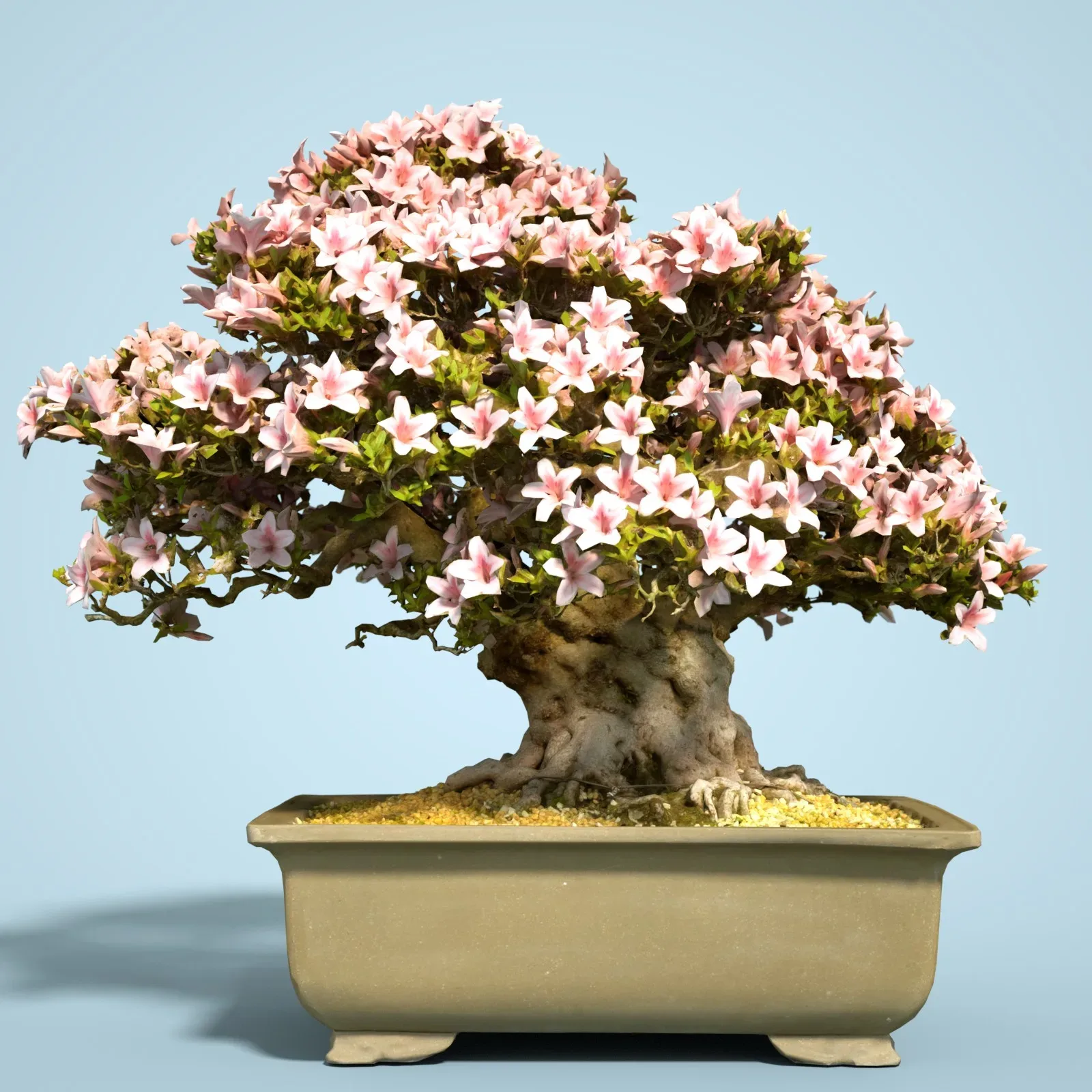 3D Scanned Blossoming Satsuki Bonsai Tree Collection