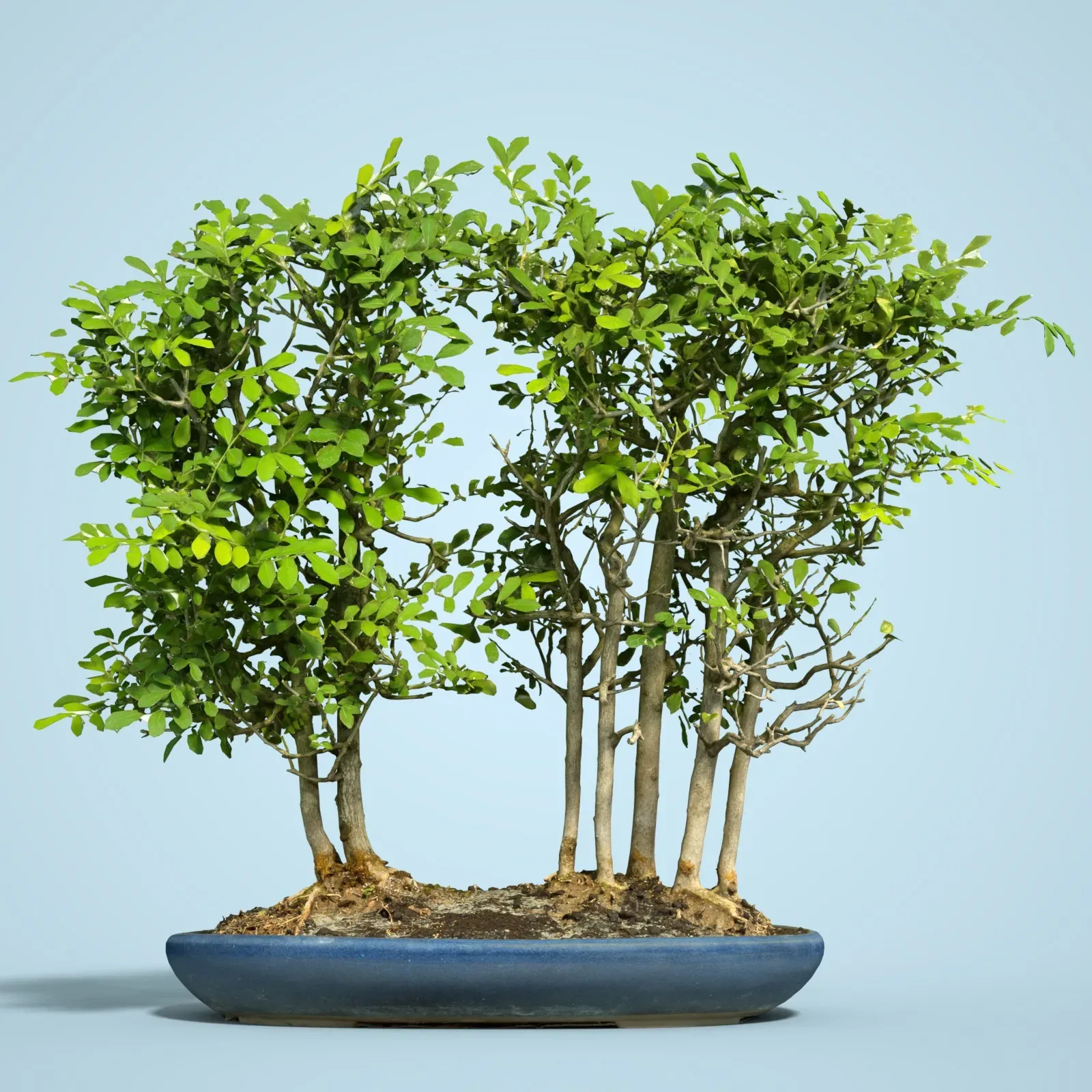 3D Scanned Blossoming Satsuki Bonsai Tree Collection