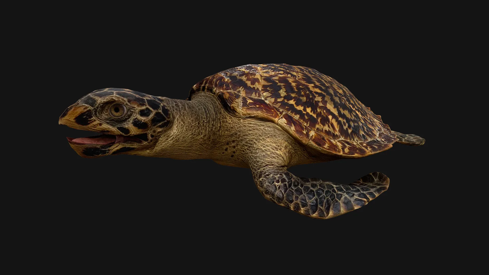Turtle