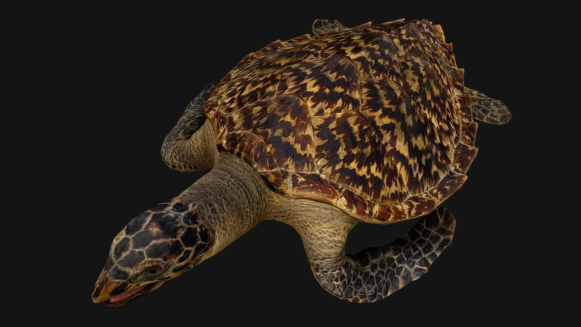 Turtle