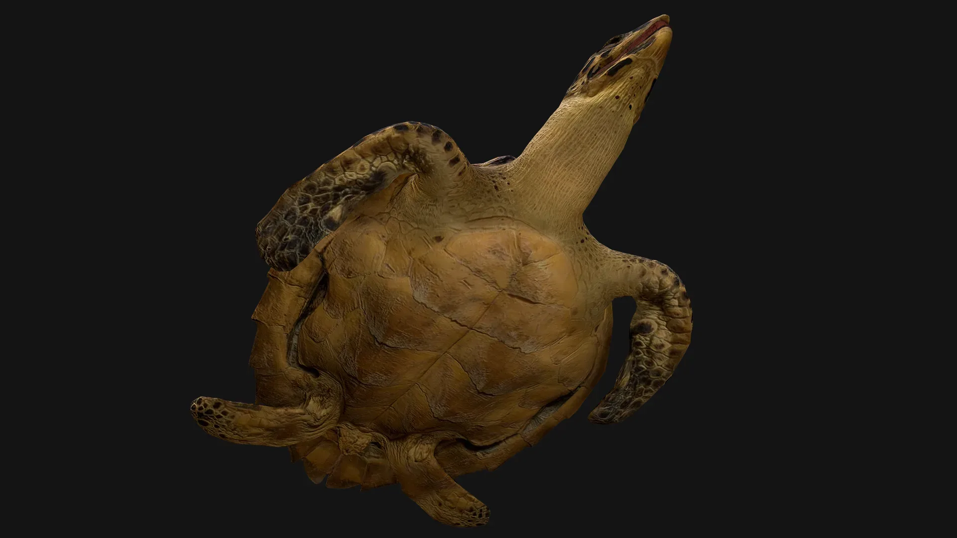 Turtle