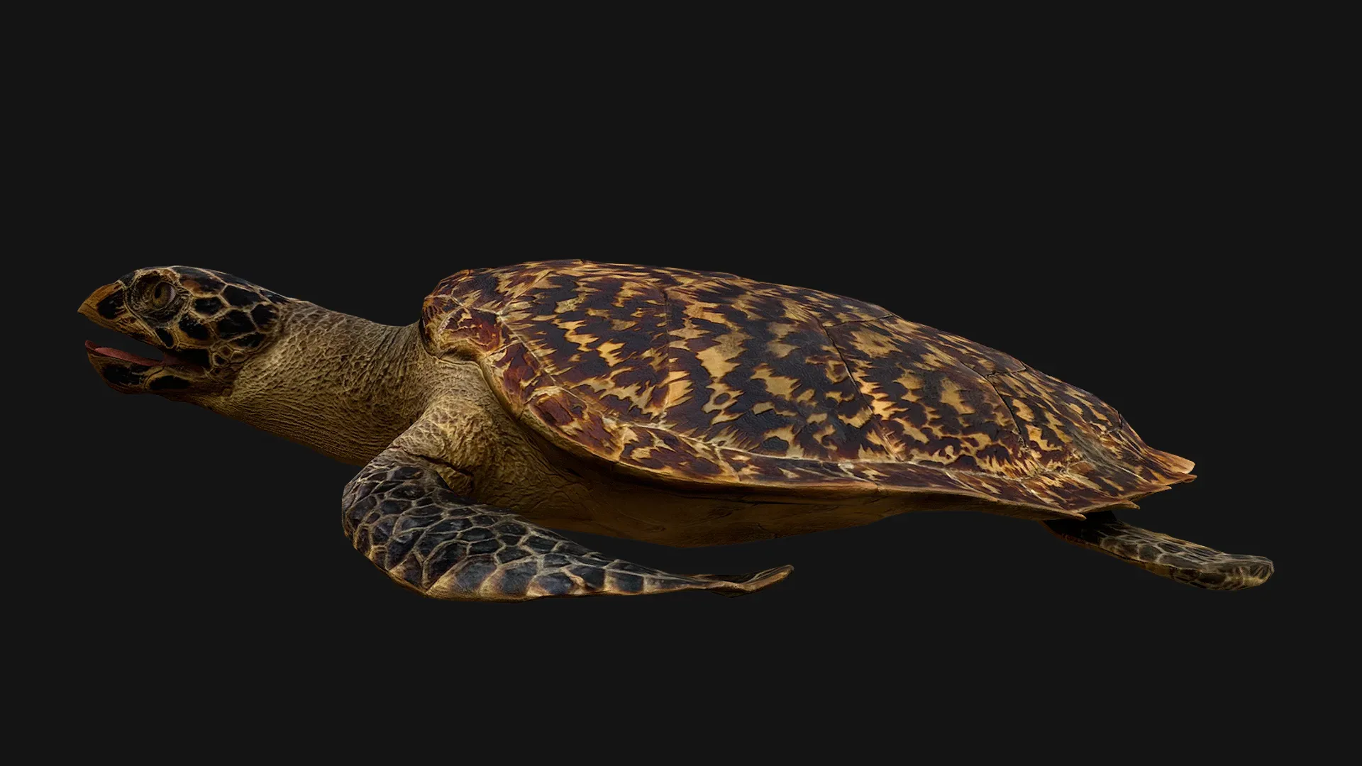 Turtle