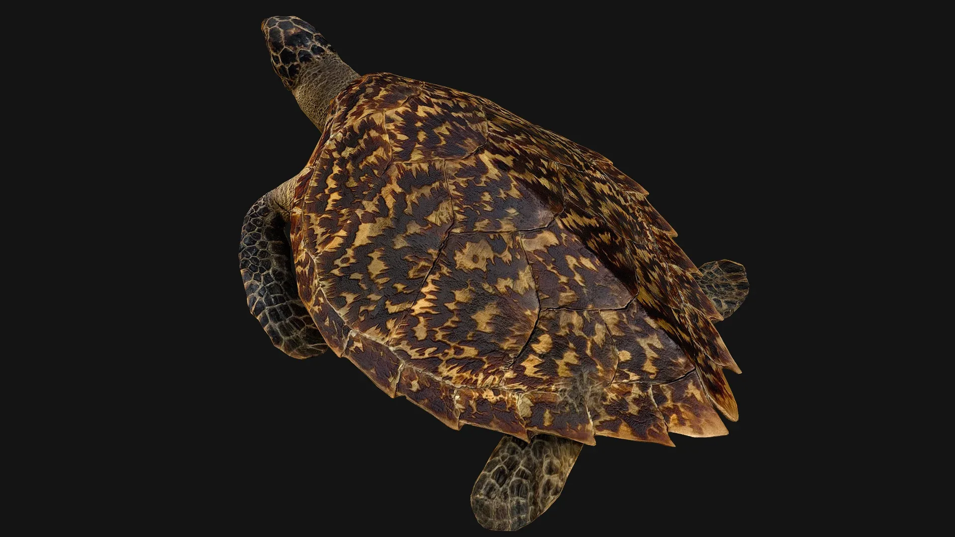 Turtle